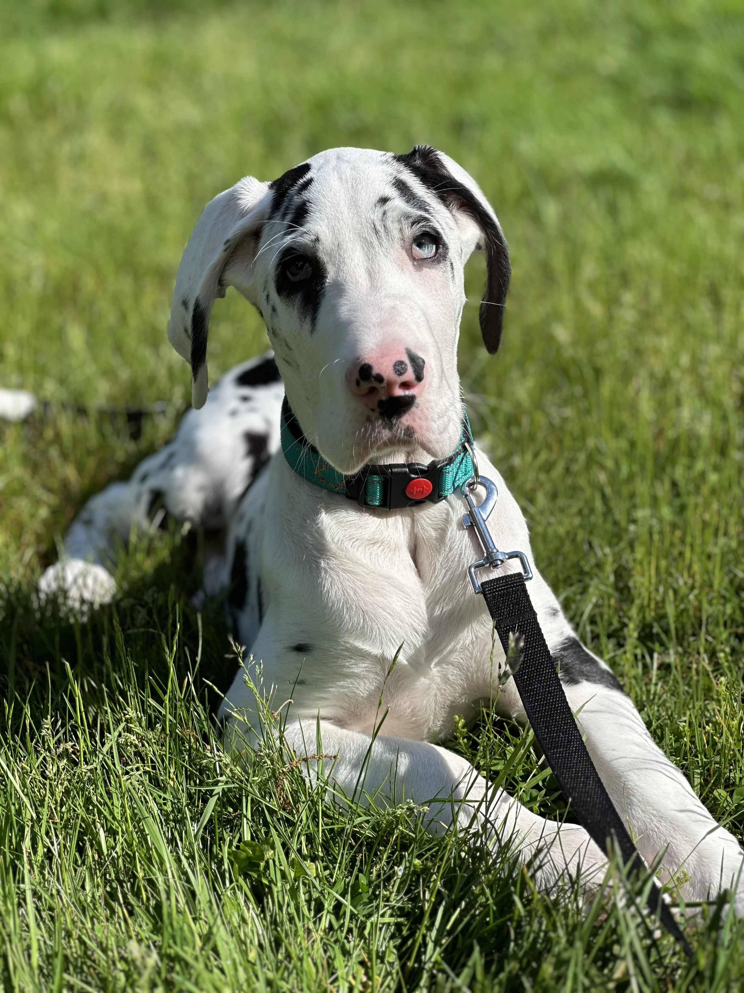 Dalmatian puppy with blue eyes lying in green grass, wearing a teal collar with a leash attached.