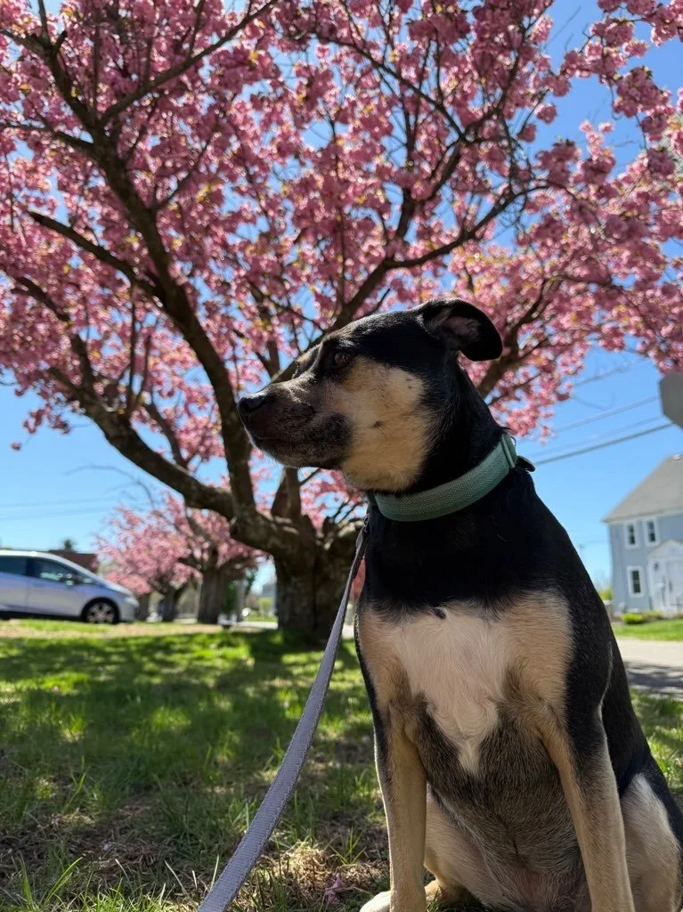 A black and tan dog sitting on the grass under blooming pink cherry blossom trees with a blue sky in the background.