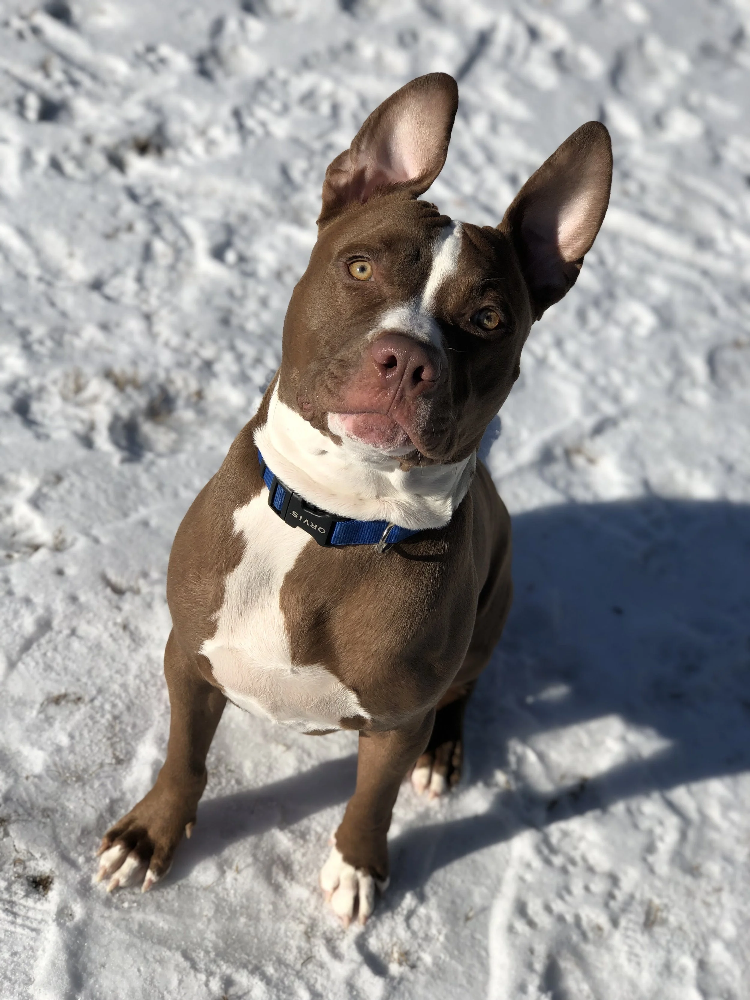 A brown and white dog, possibly a pitbull mix, sitting on snow-covered ground and looking at the camera.