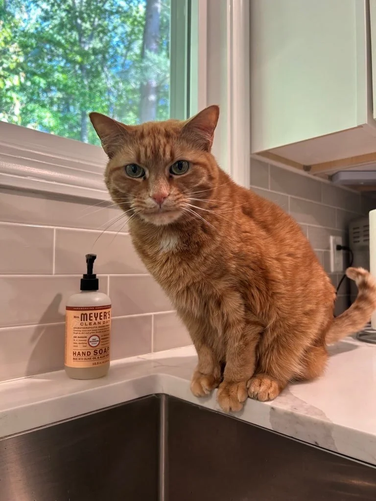 An orange tabby cat sitting on a kitchen counter next to a bottle of Mrs. Meyer's hand soap. The cat is looking at the camera, and there is a window showing greenery outside.