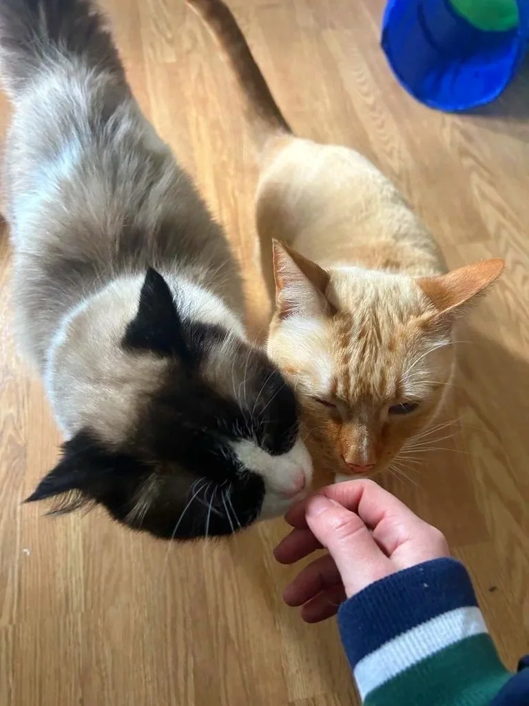 A person is petting two cats, one black and white and one orange, on a wooden floor.