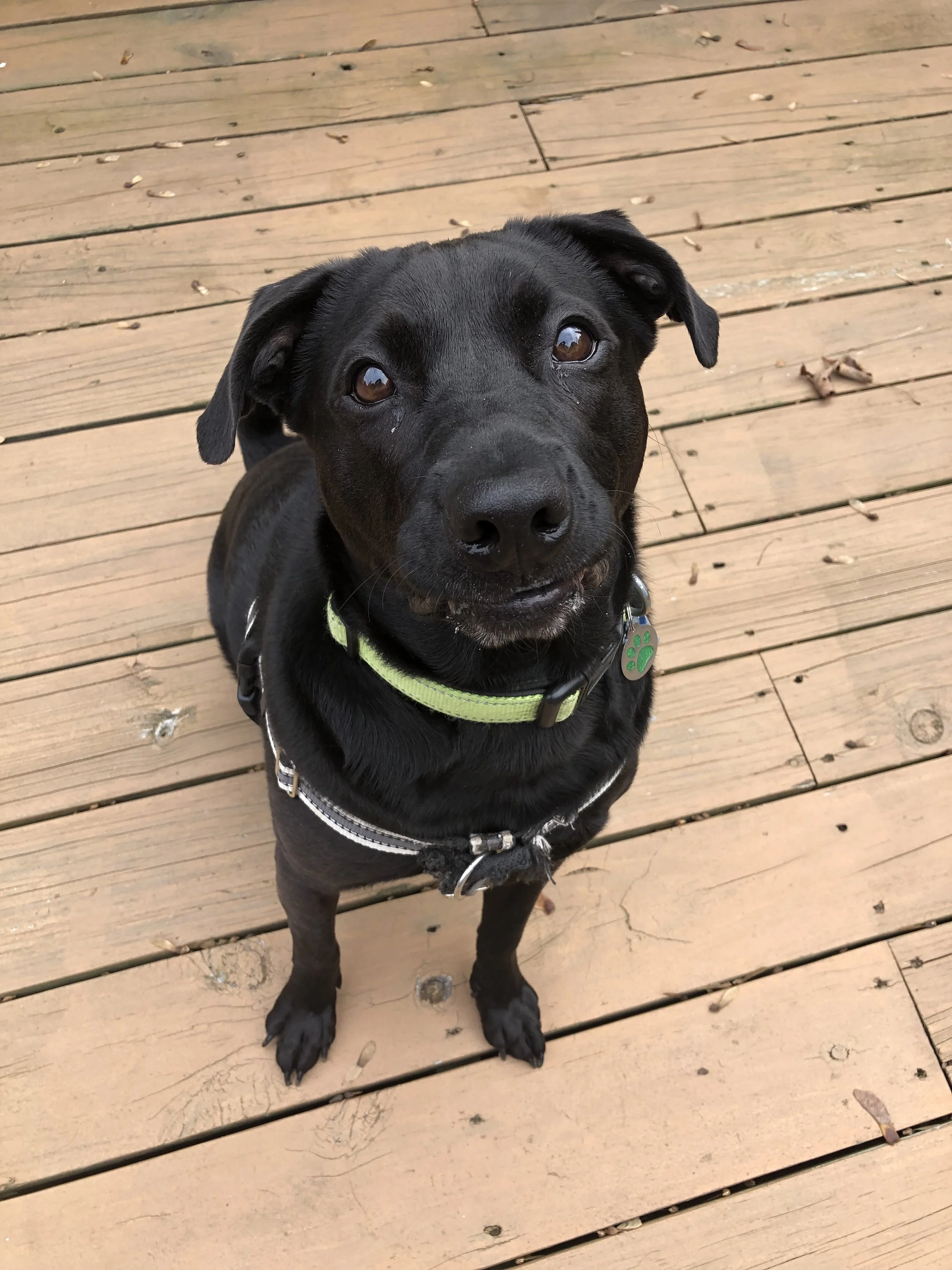 A black puppy with a shiny coat and brown eyes, wearing a green harness and a black jacket, sitting on a wooden deck and looking up at the camera.