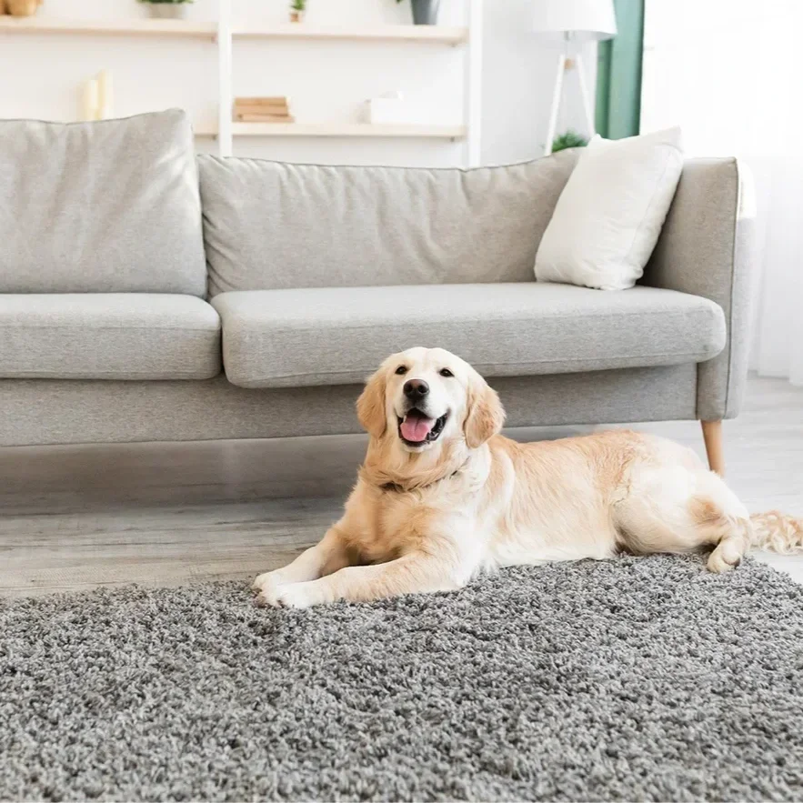 A happy golden retriever dog lying on a gray rug in a modern living room with a light-colored sofa and a white bookshelf in the background.