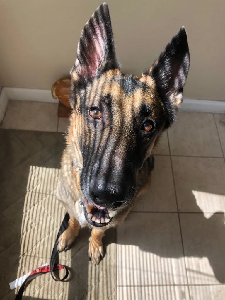 A German Shepherd dog sitting on a tiled floor, looking up at the camera with an open mouth, showing teeth. The dog has a black and tan coat, and sunlight is casting shadows on the floor.
