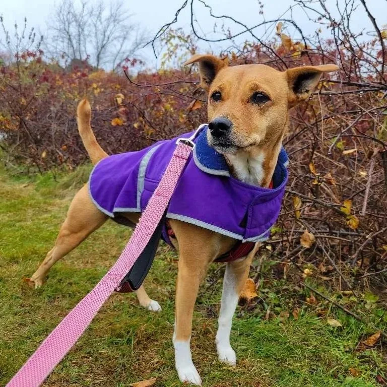 Dog wearing a purple coat on a leash outdoors, standing on grass near bushes with leaves and bare trees in the background.