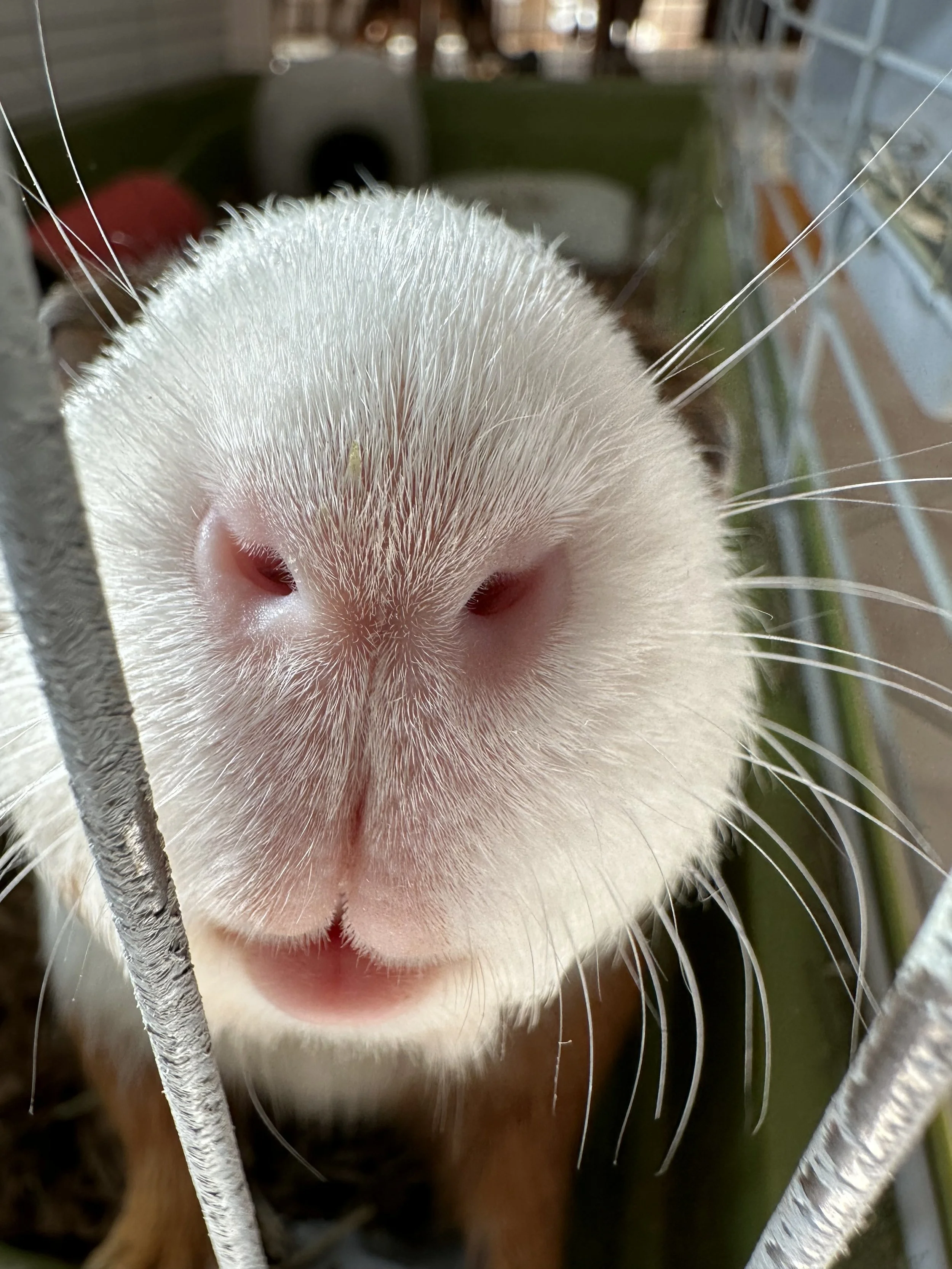 Close-up of a cat's face, focusing on the pink nose and white whiskers, viewed from below through a metal fence.