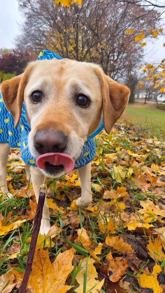 Close-up of a light-colored Labrador Retriever wearing a blue raincoat with yellow patterns, sticking out its pink tongue, surrounded by fallen autumn leaves in a park.