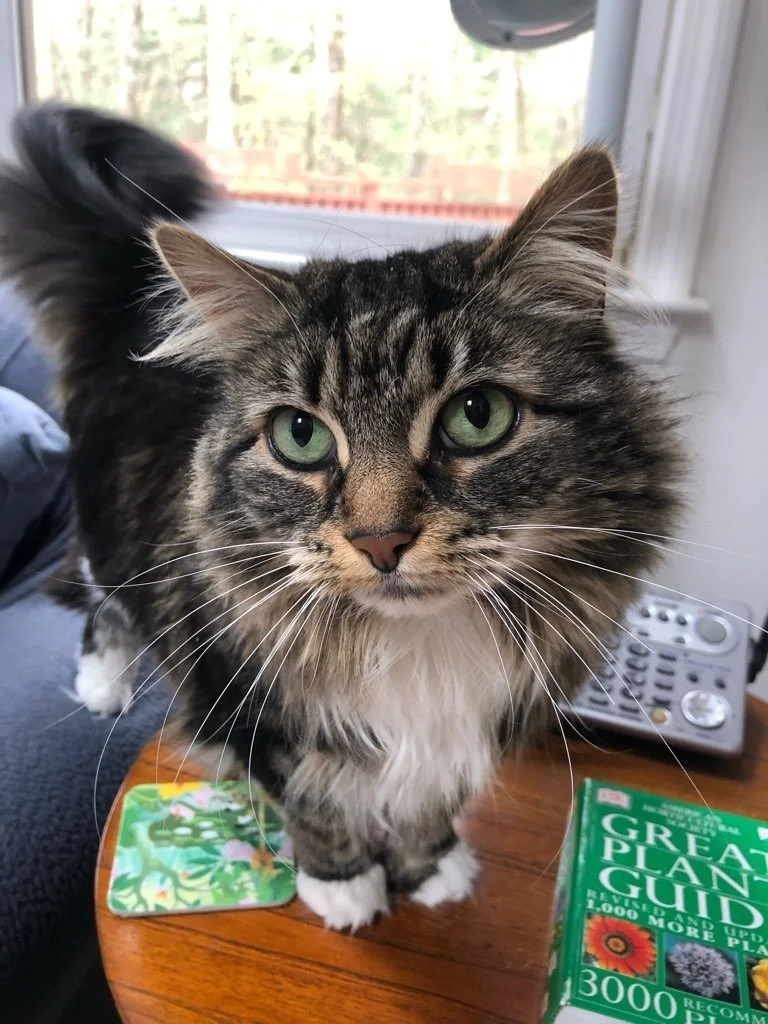Close-up of a brown and black tabby cat with green eyes standing on a wooden table, with a green book titled 'GREAT PLANTS GARDEN GUIDE' and an electronic device in the background.