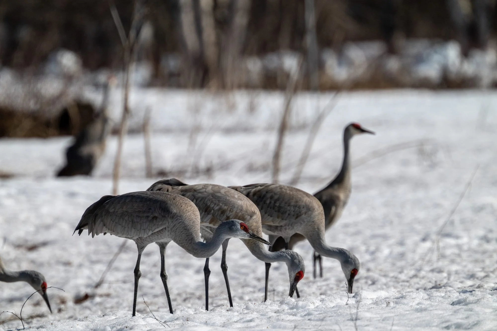 Group of sandhill cranes standing on snow-covered ground with a forest in the background.