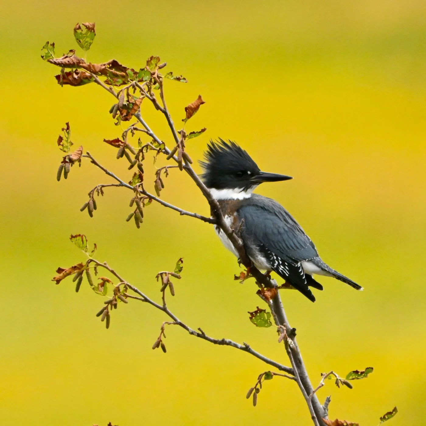 Kingfisher on Alert