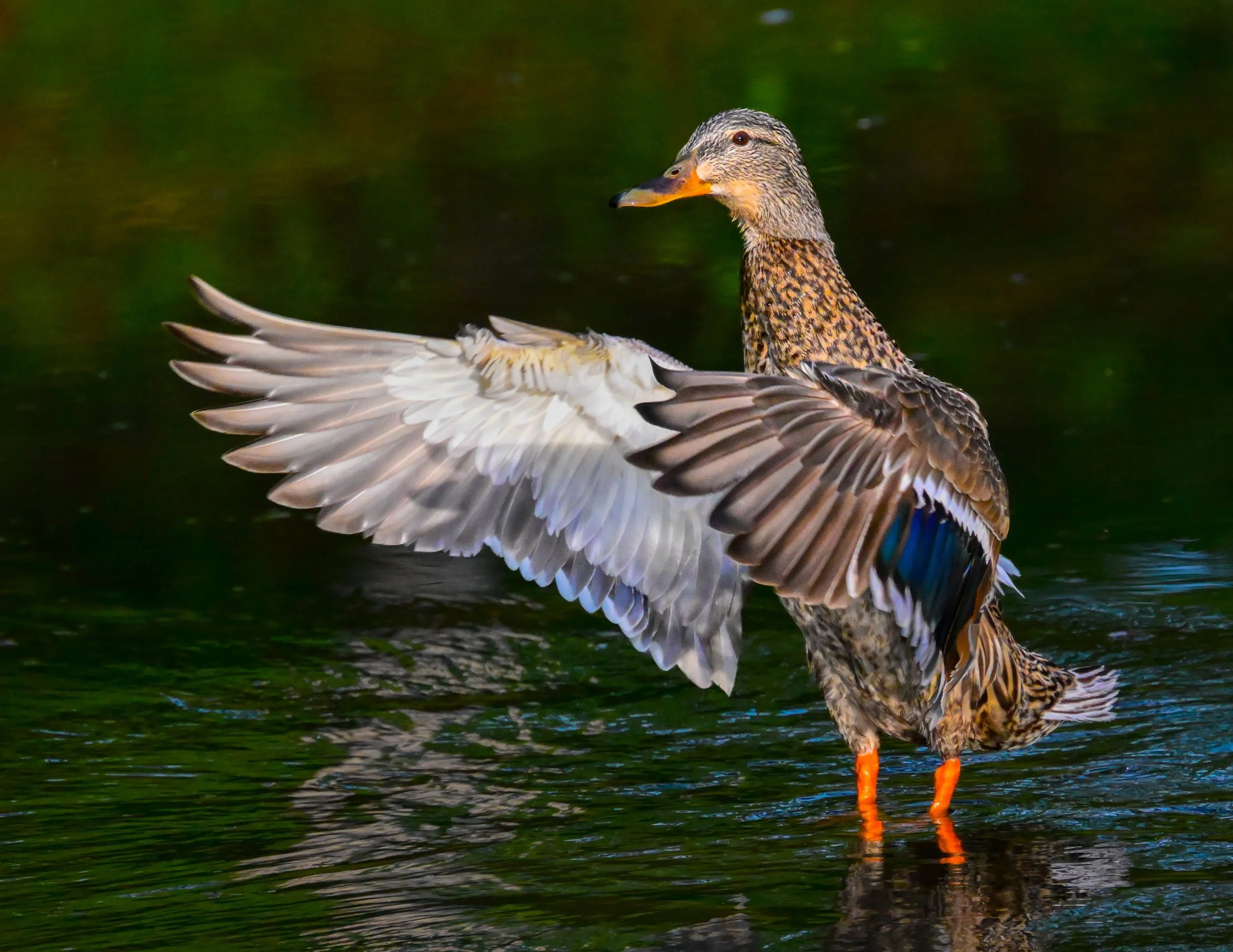 Wonder Birds