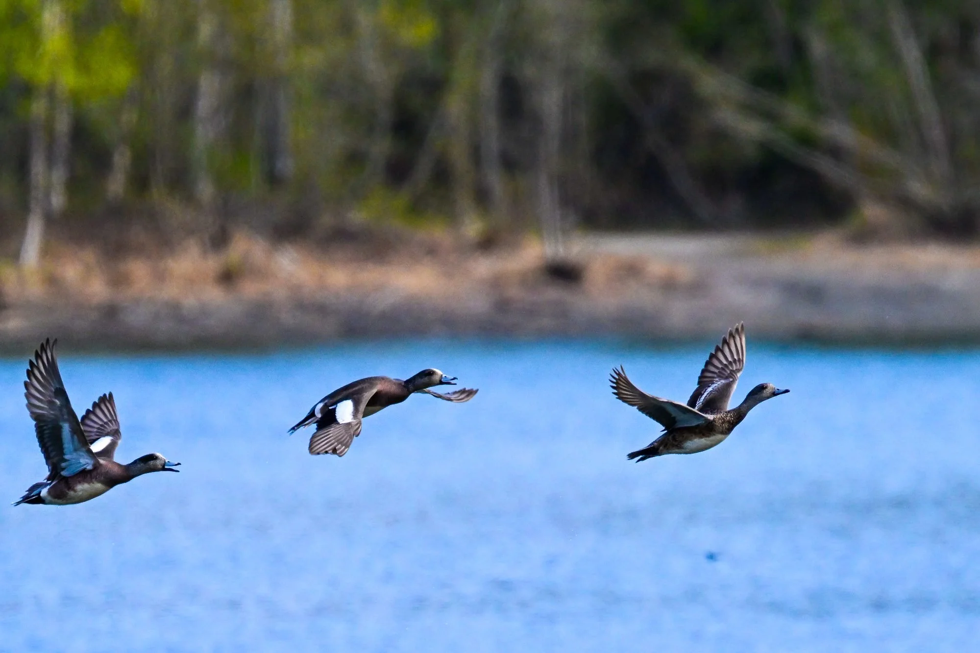Four ducks flying over a body of water with a forested shoreline in the background.