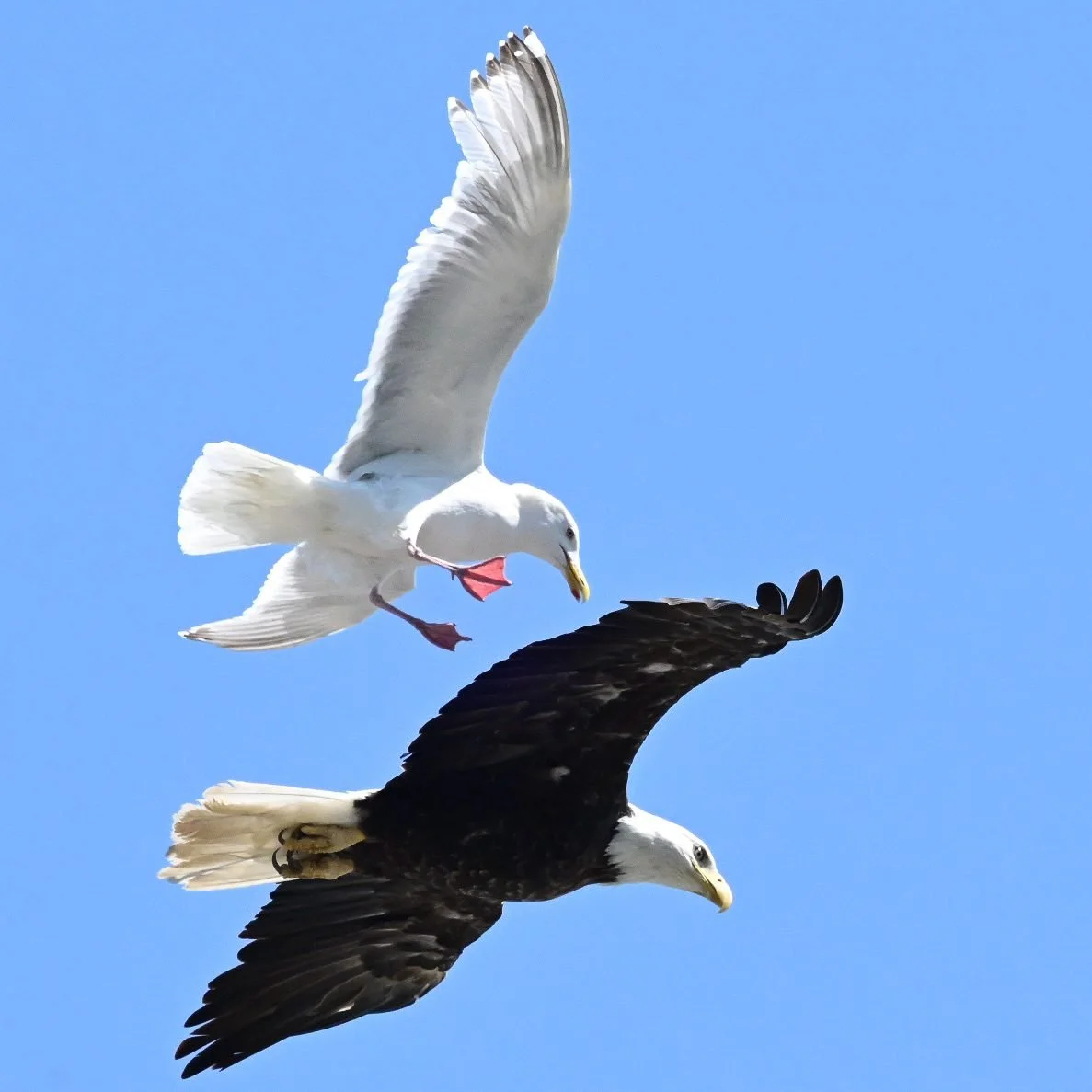 A seagull and an eagle flying together in a clear blue sky, with the seagull above and the eagle below.