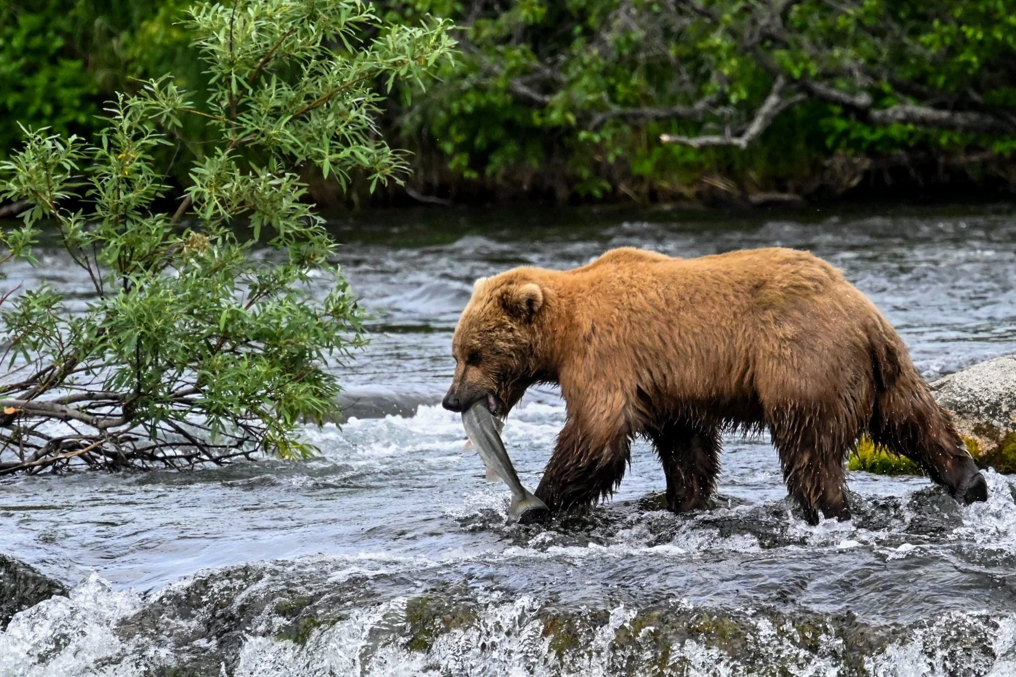 A brown bear in a river catching a fish with some green leafy bushes in the background.