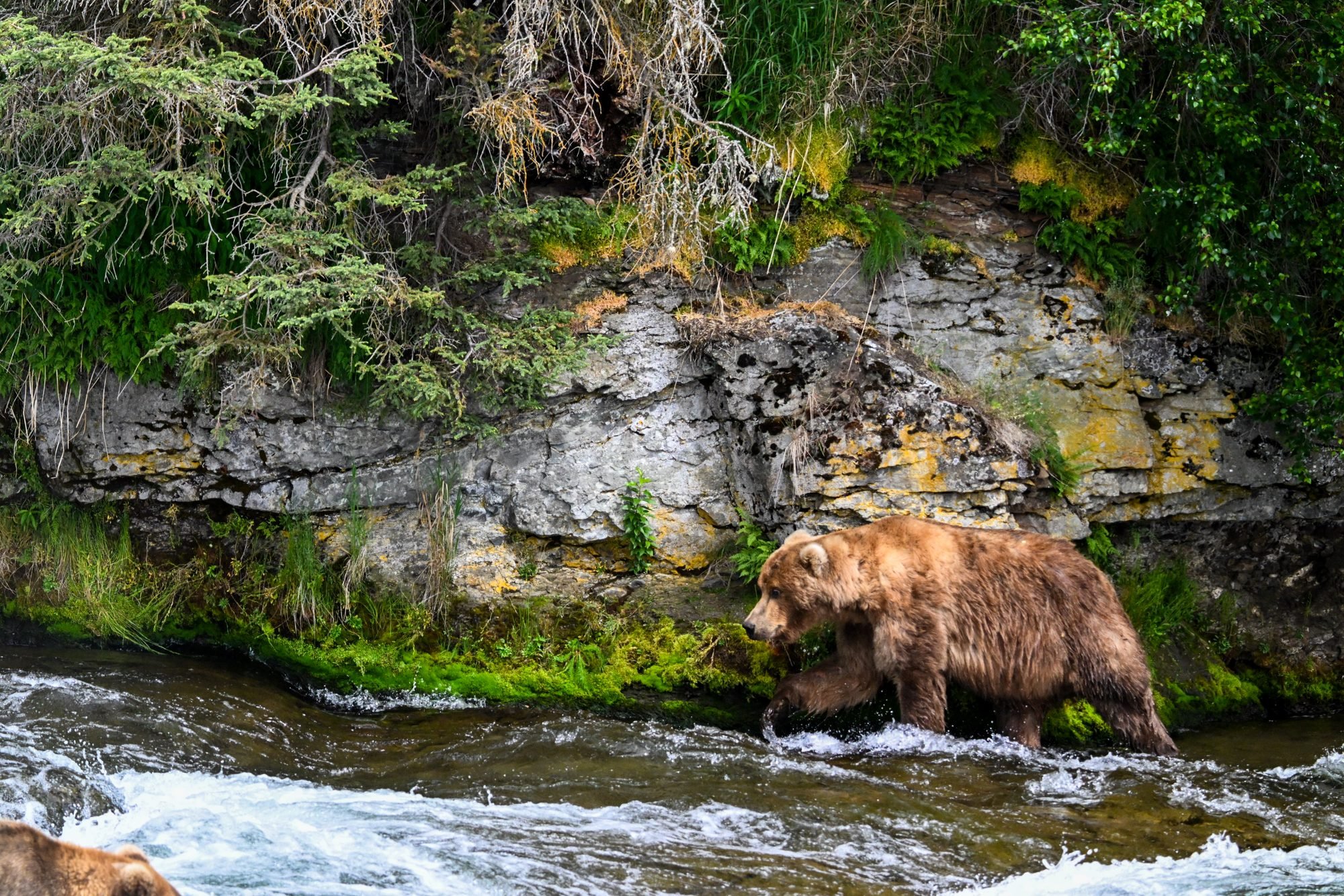 A brown bear walking in a river with green moss and trees along the riverbank.