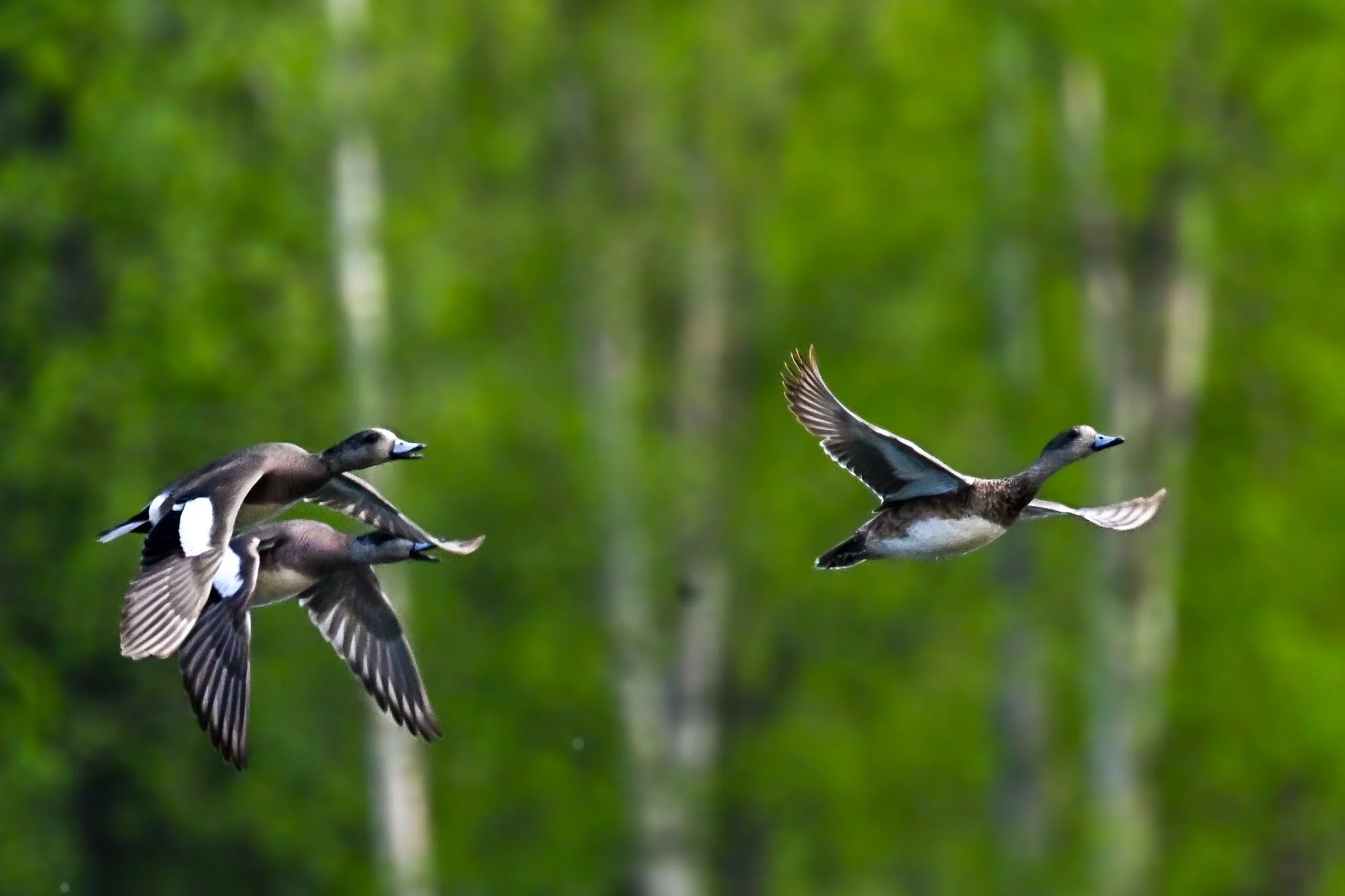 Four ducks flying over a green, blurred background with trees.