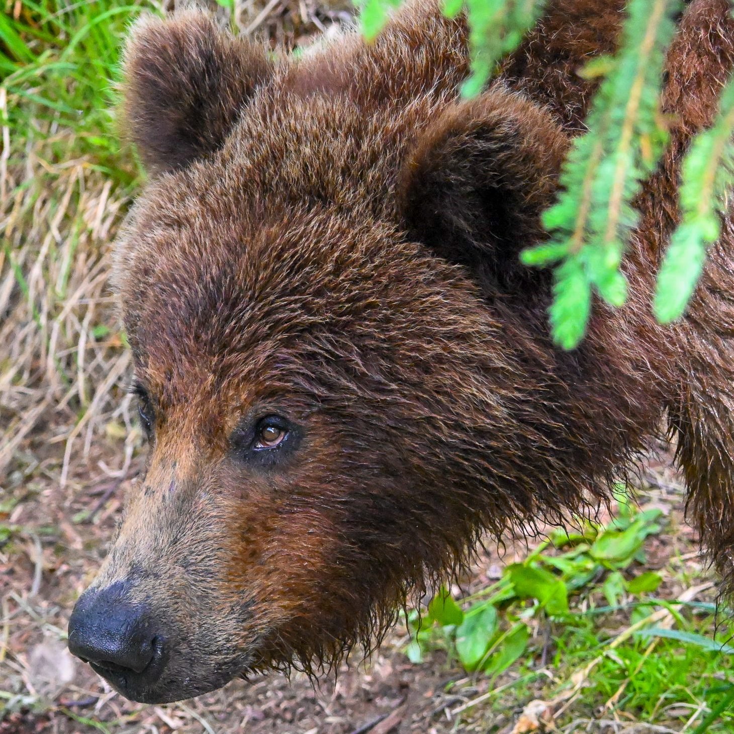 Close-up of a brown bear's face, showing wet fur and a black nose, with green foliage in the background.