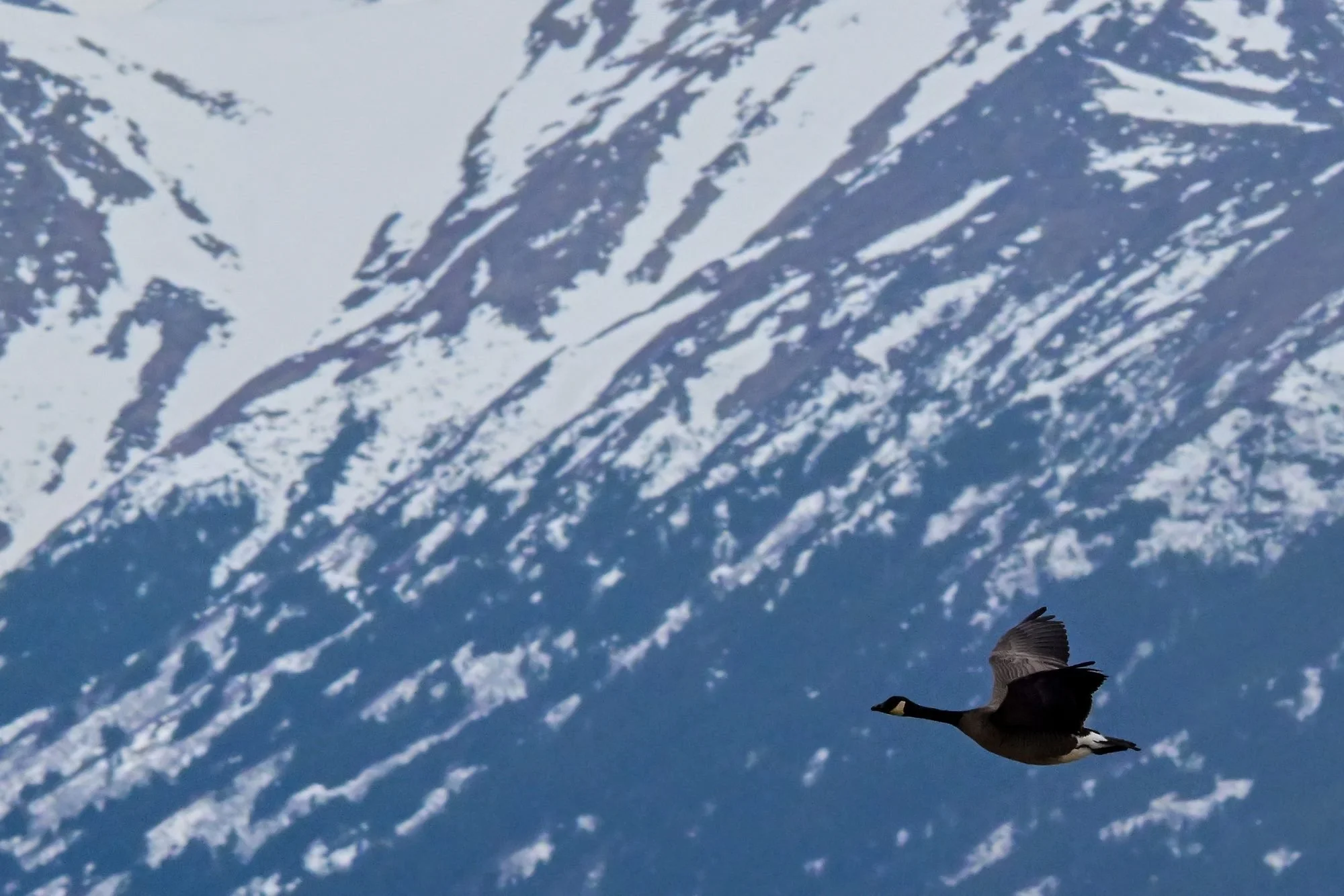 A bird flying over snow-capped mountains with dark slopes and patches of white snow, under a light blue sky.