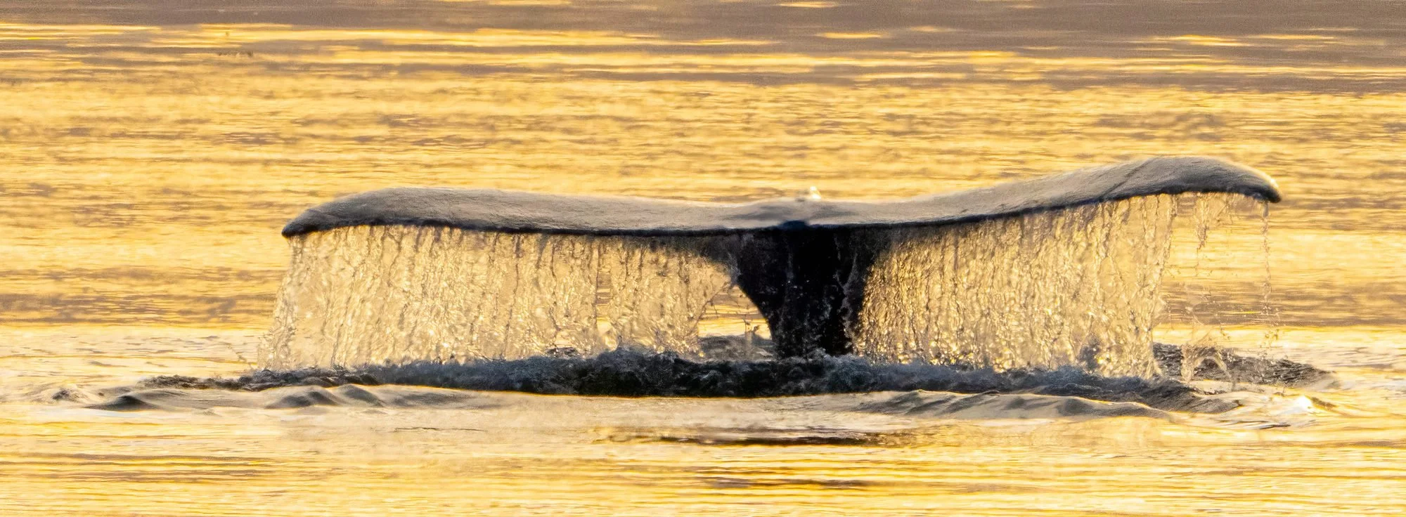 A whale with a large, V-shaped blowhole spouting water, seen as it breaches the water's surface during sunrise or sunset, with golden light reflecting on the water.