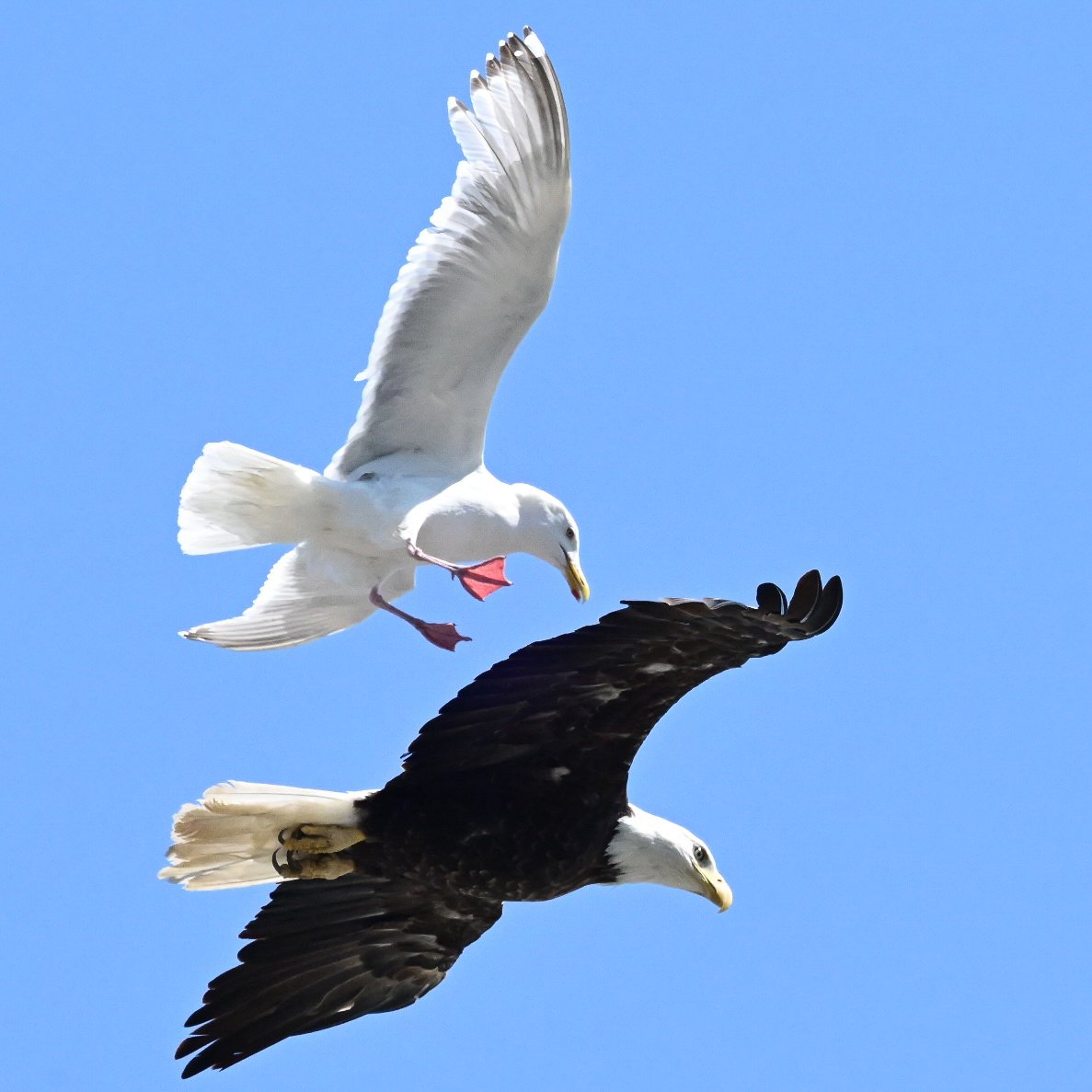 Get Outa Here~Z80_9675.jpg