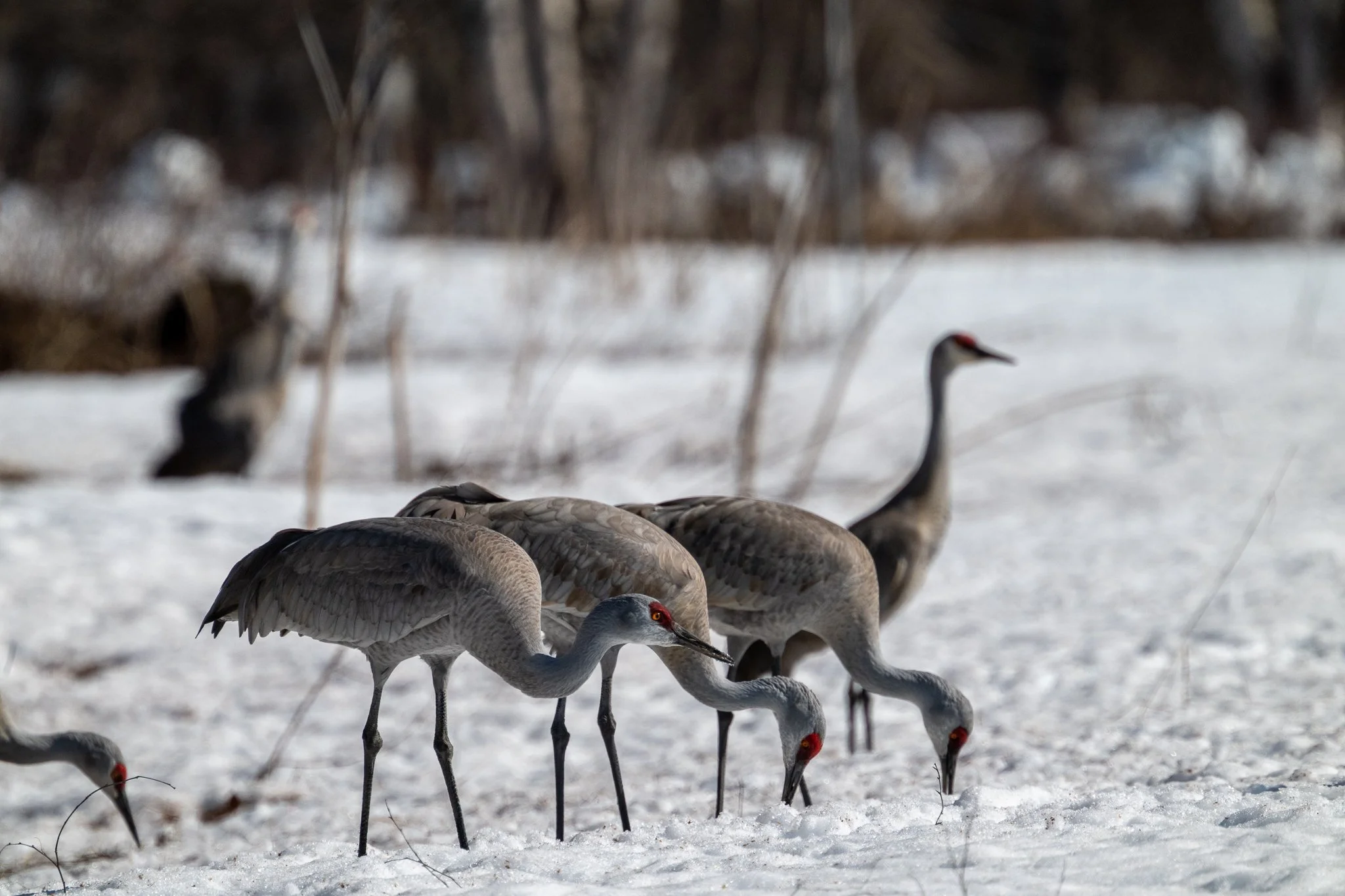Sandhills Feeding Z80_6311_sm.jpg