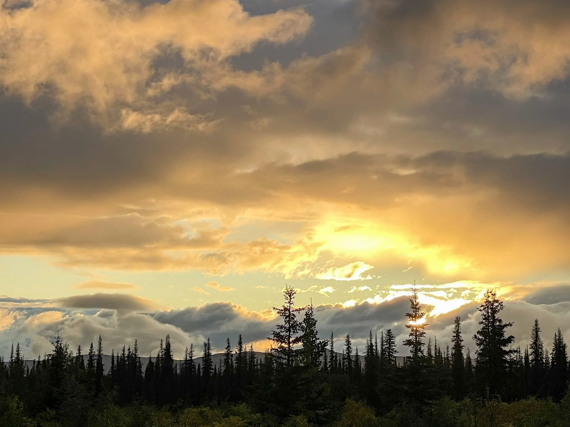 A landscape view of a sunset or sunrise with a sky filled with clouds illuminated in warm shades of yellow and orange, with the sun near the horizon. In the foreground, silhouettes of tall pine trees and mountain ridges are visible.