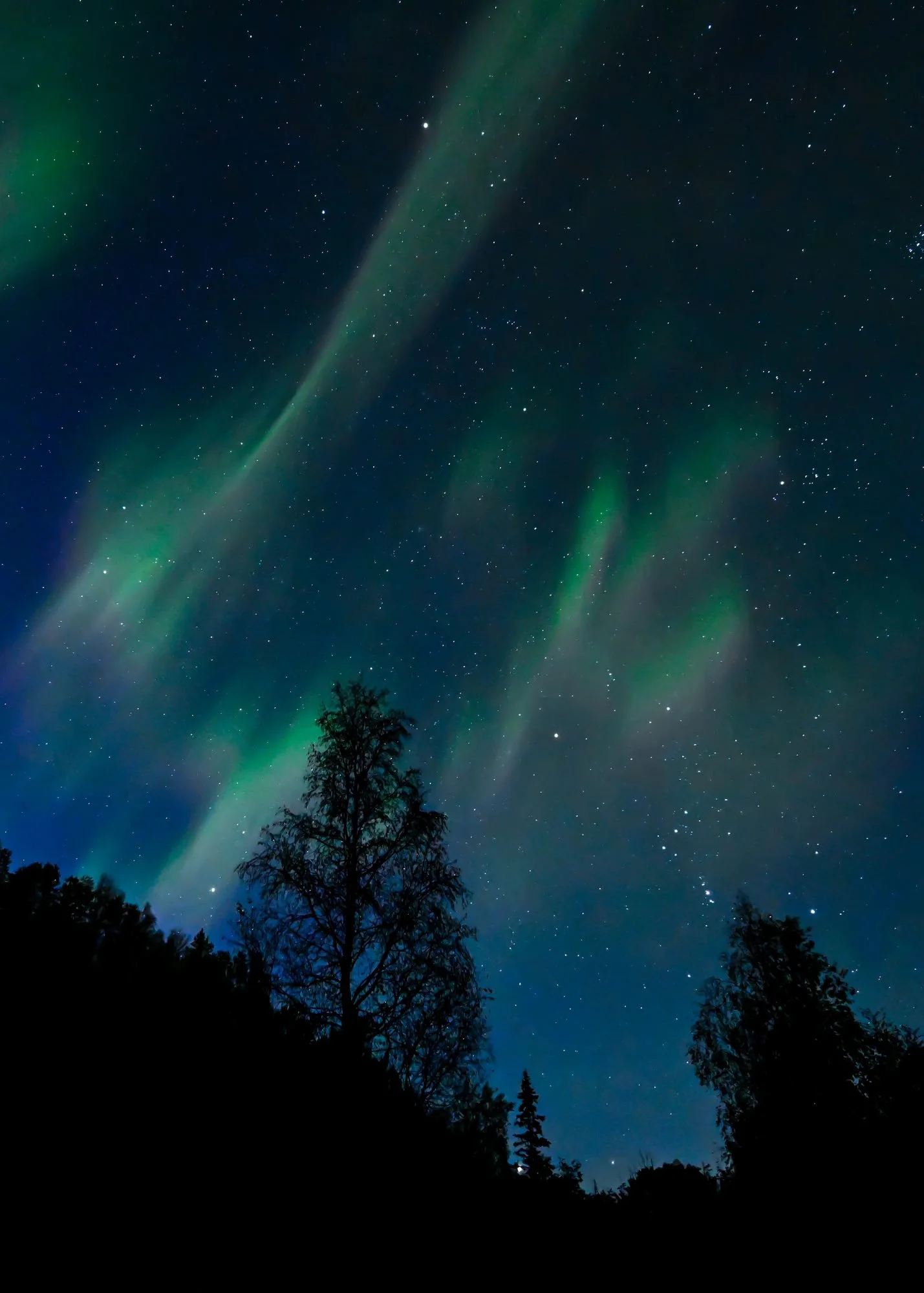 Night sky illuminated by the Northern Lights with silhouettes of trees at the bottom.