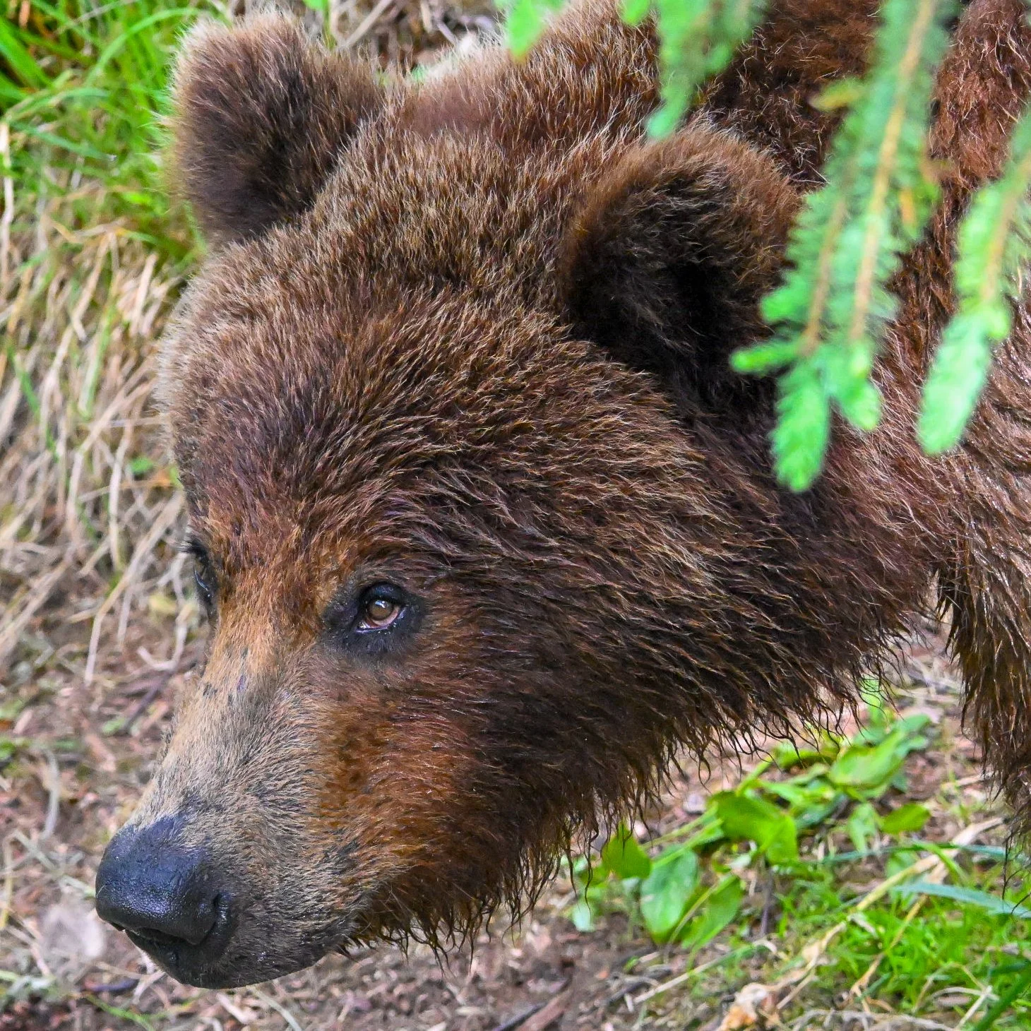 Peeking Out~DSC_0727_1460.jpg