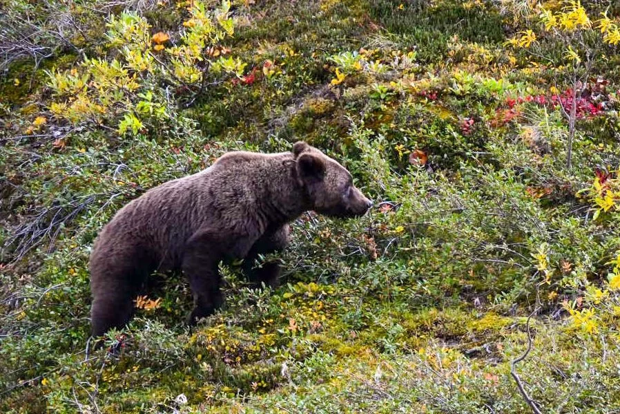 A brown bear walking through a forest with green and yellow foliage.