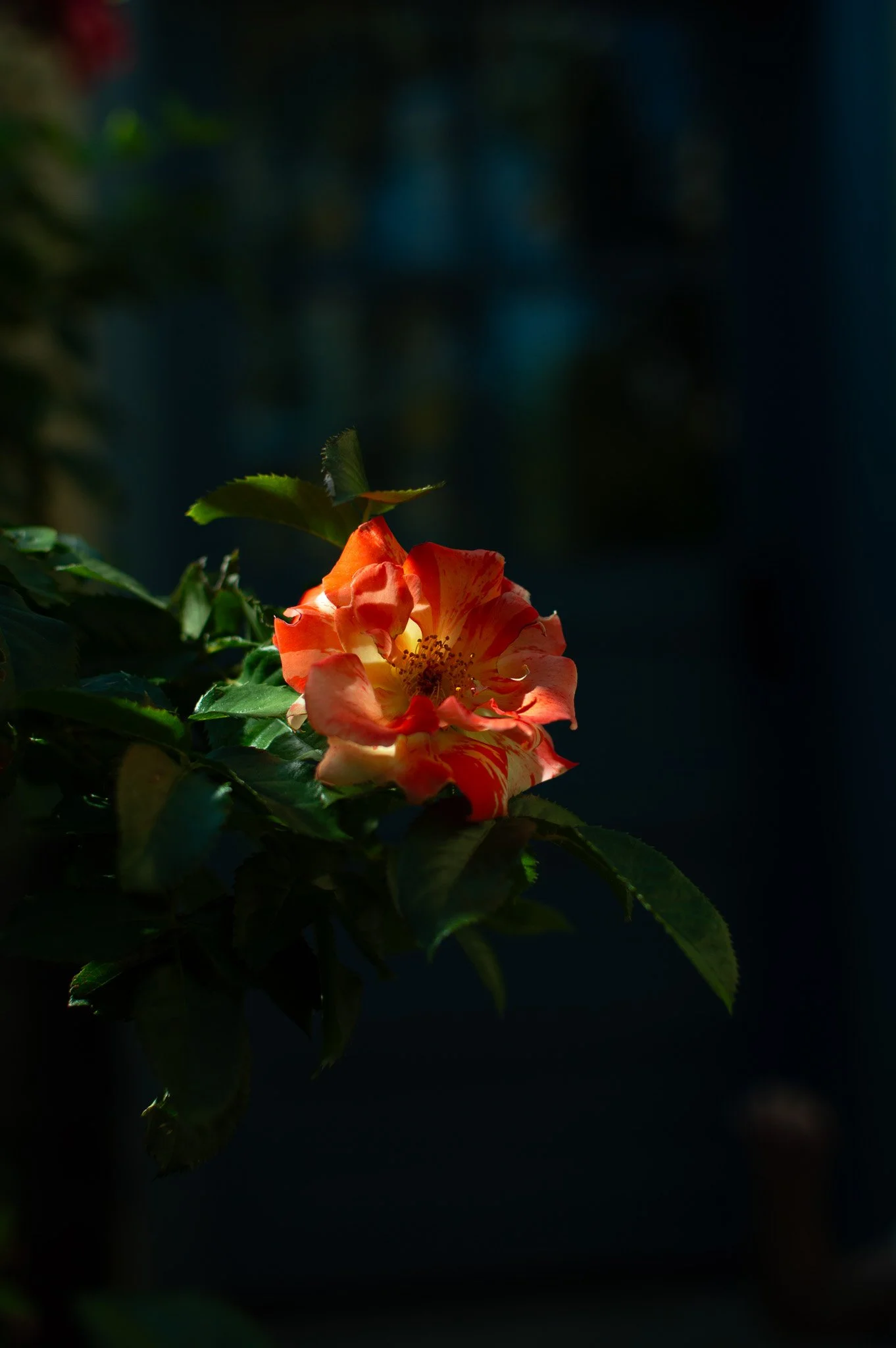DSC_0734.jpg