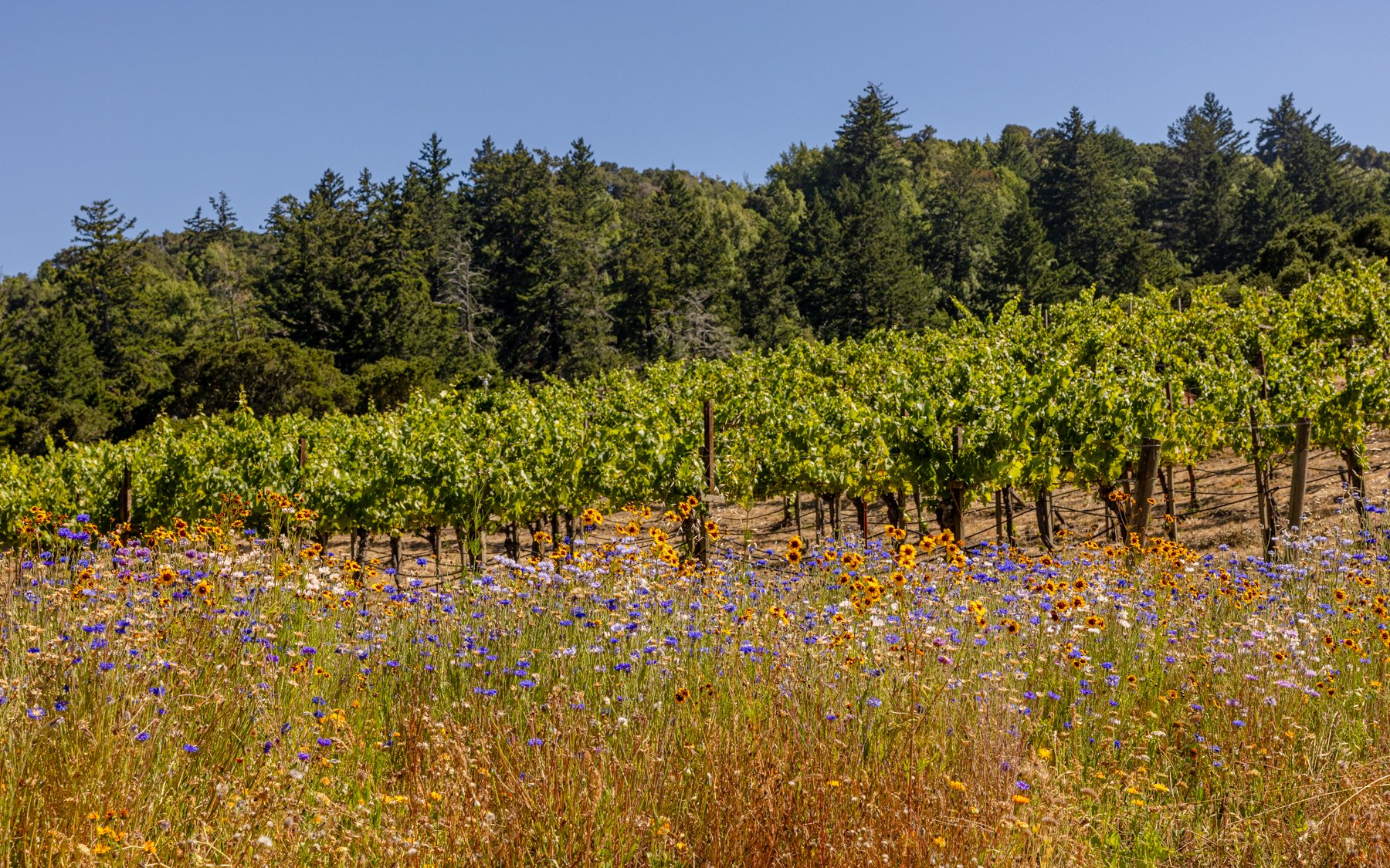 neely-wines_nicola-parisi_june2026_vineyards+hike_0214.jpg