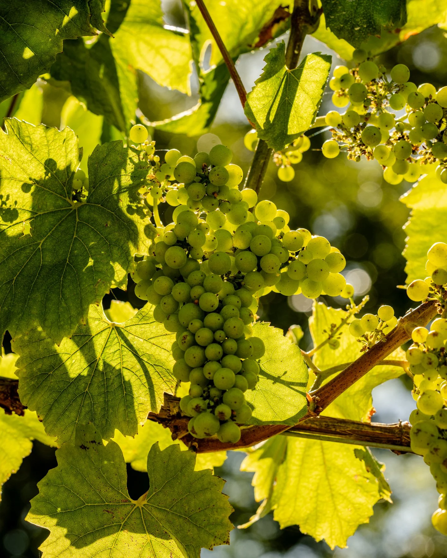 neely-wines_nicola-parisi_june2026_vineyards+hike_0380.jpg