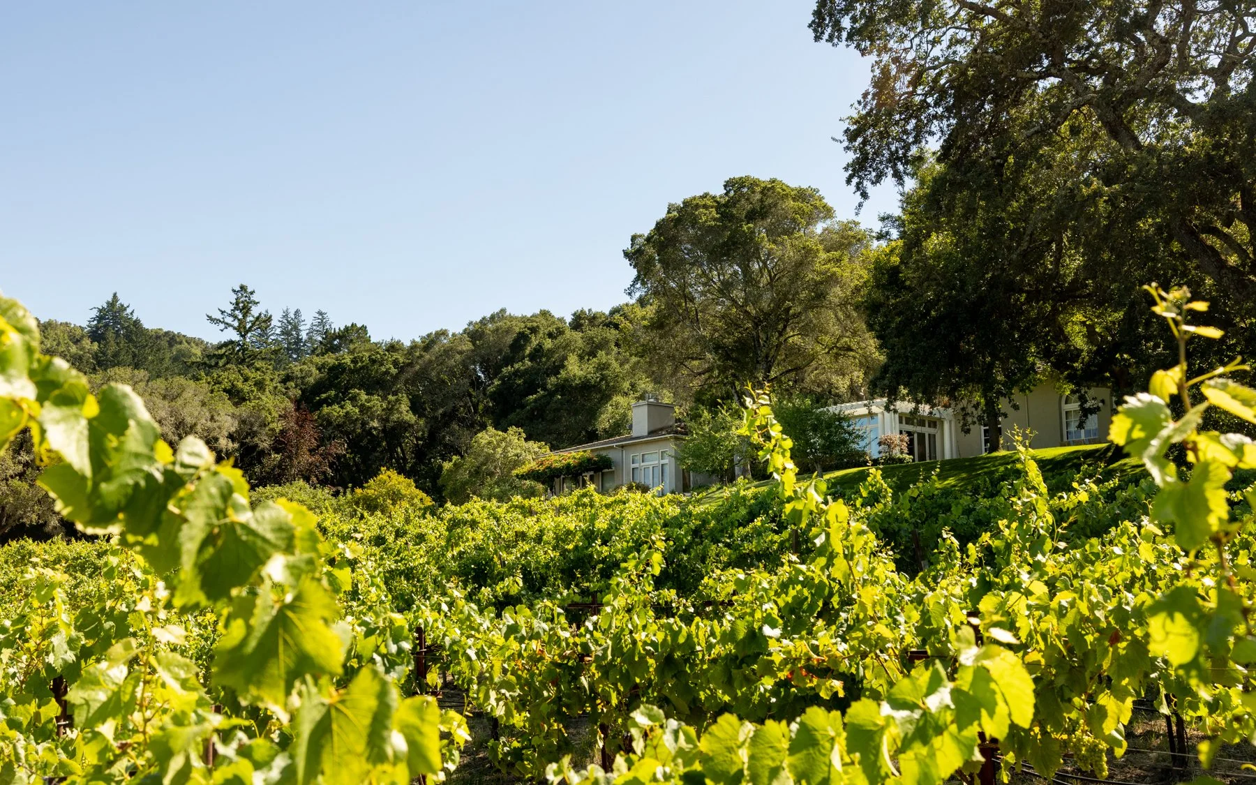 neely-wines_nicola-parisi_june2026_vineyards+hike_0322.jpg