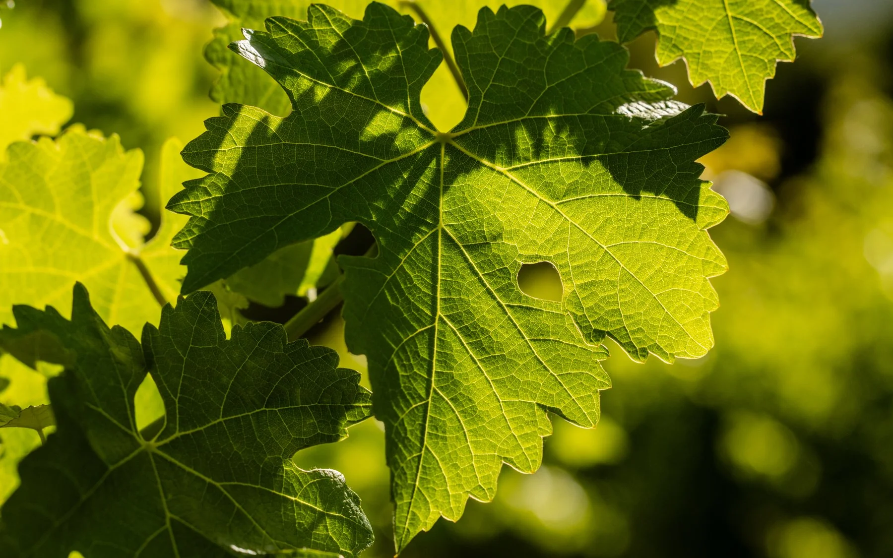neely-wines_nicola-parisi_june2026_vineyards+hike_0611.jpg