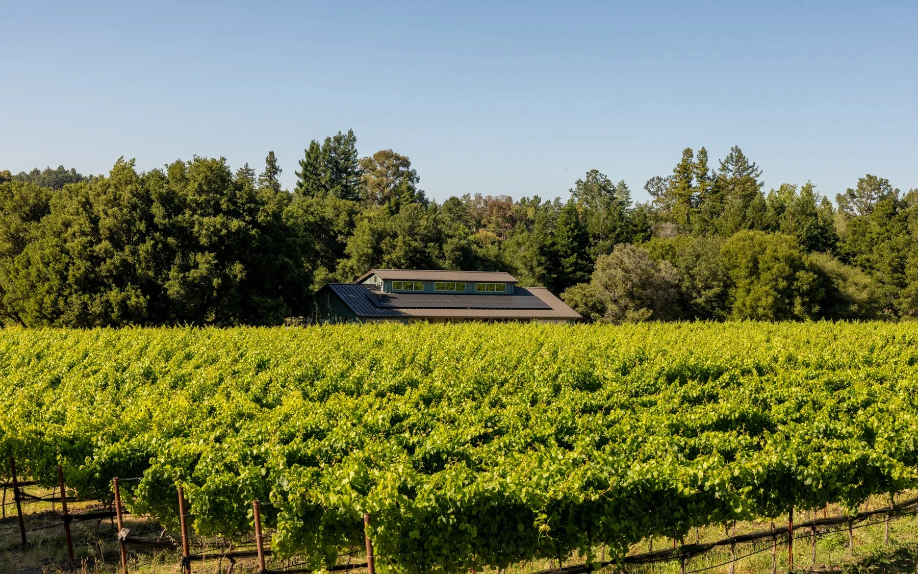 neely-wines_nicola-parisi_june2026_vineyards+hike_0513.jpg