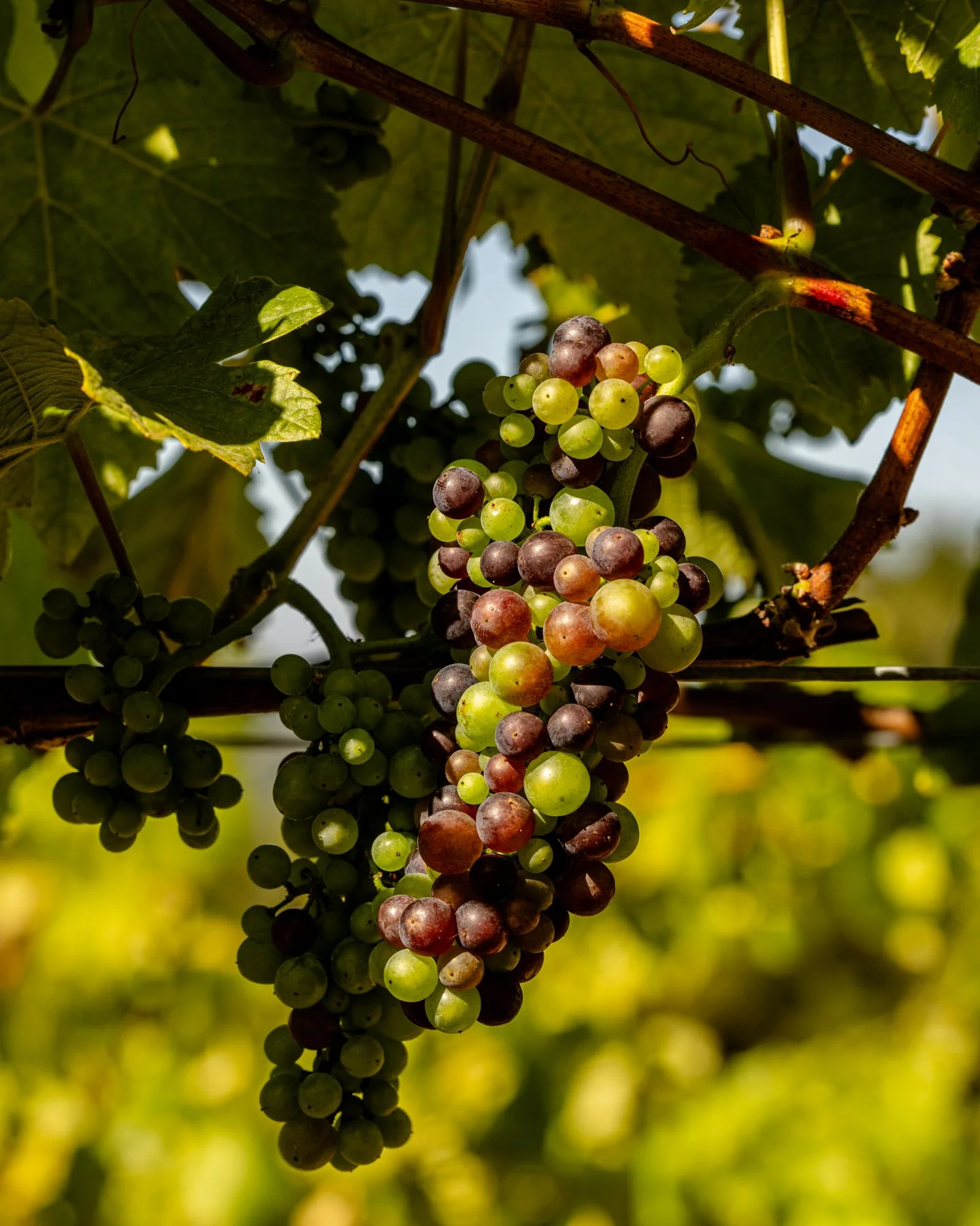 neely-wines_nicola-parisi_june2026_vineyards+hike_0445.jpg