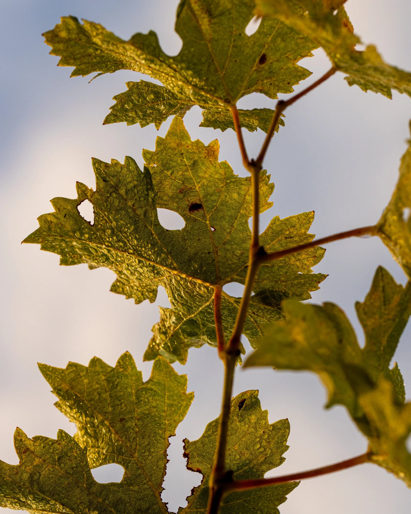 neely-wines_nicola-parisi_nov7-2025_0164.jpg