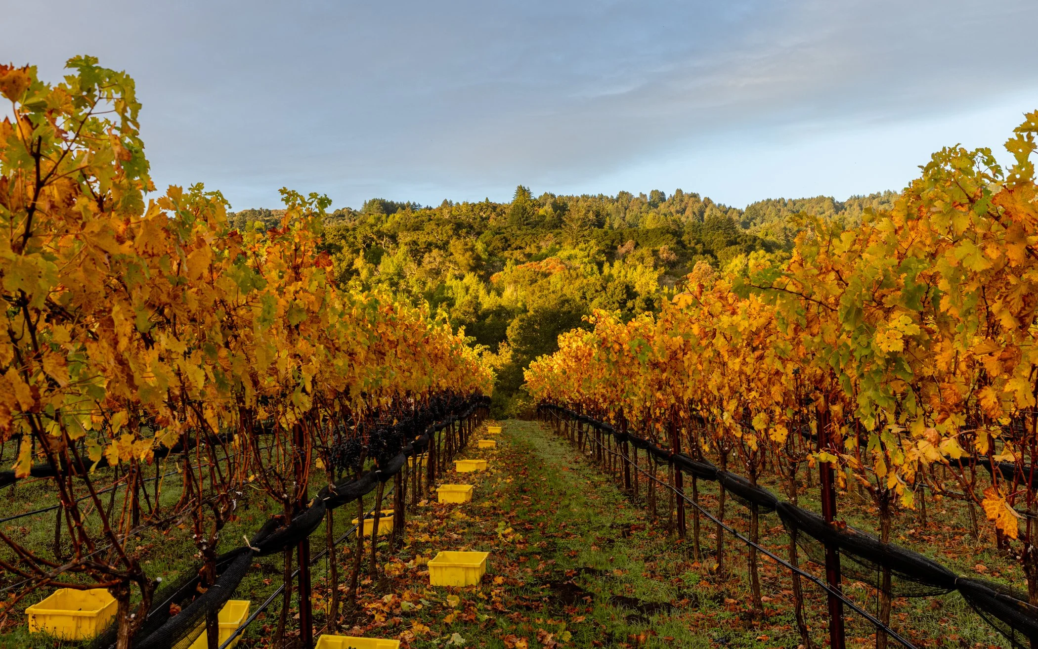 neely-wines_nicola-parisi_nov7-2025_0156.jpg