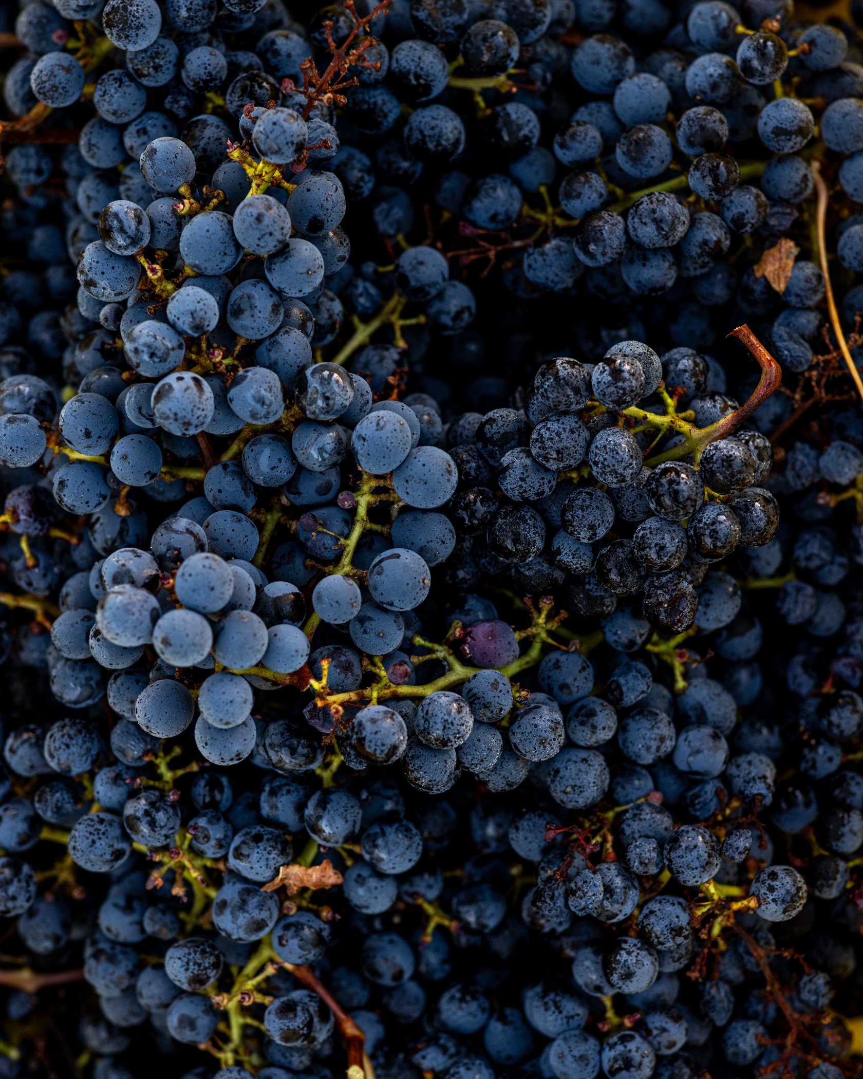 neely-wines_nicola-parisi_nov7-2025_0164.jpg