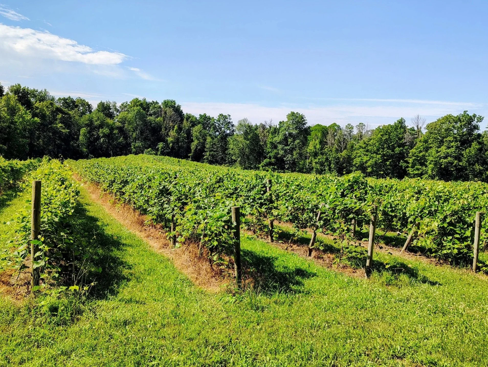 Vineyard with rows of grapevines under a bright blue sky, surrounded by green trees.