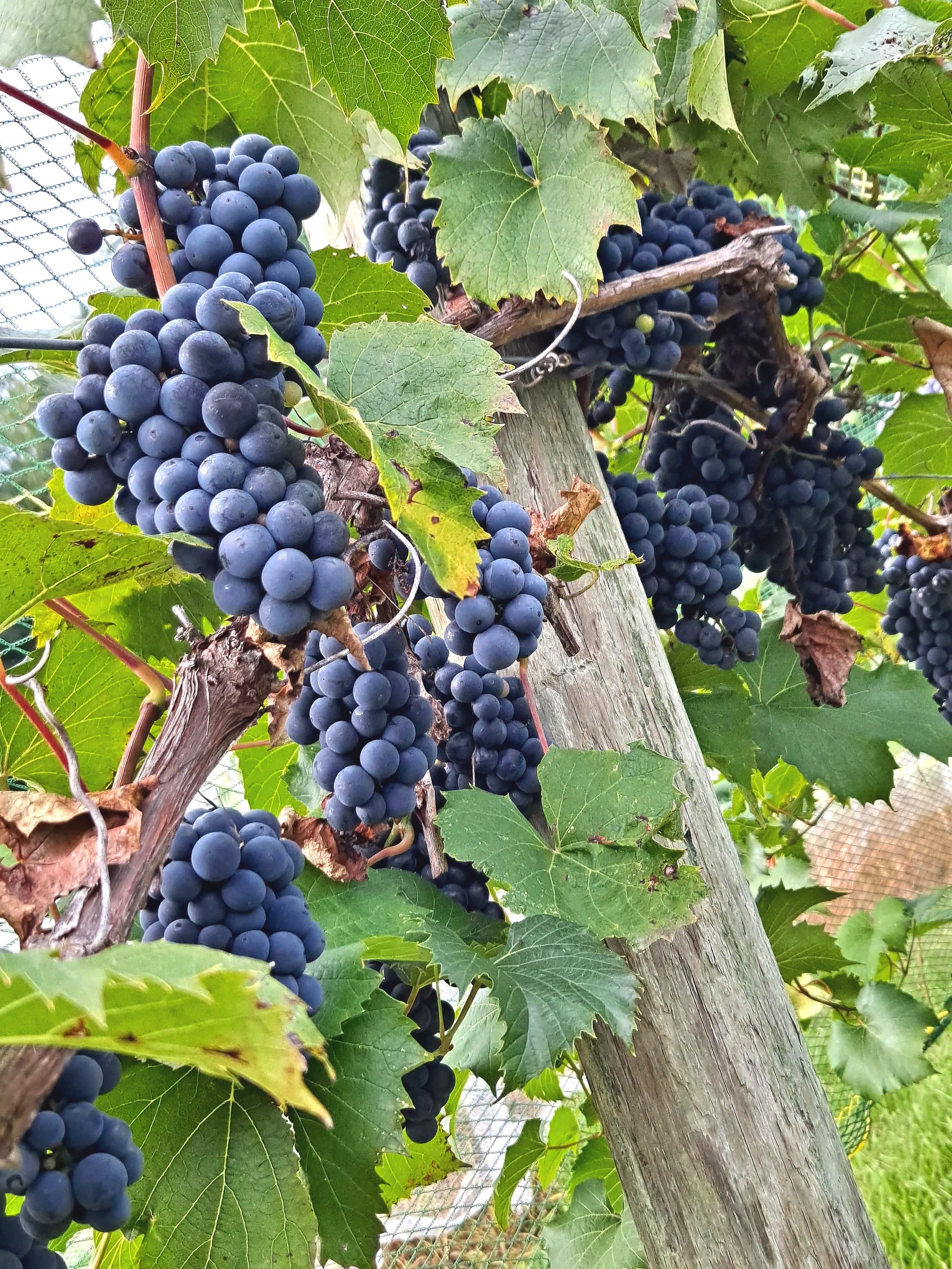 Clusters of ripe dark purple grapes hanging from a vine with green leaves and a wooden stake, with a wire fence and grass in the background.