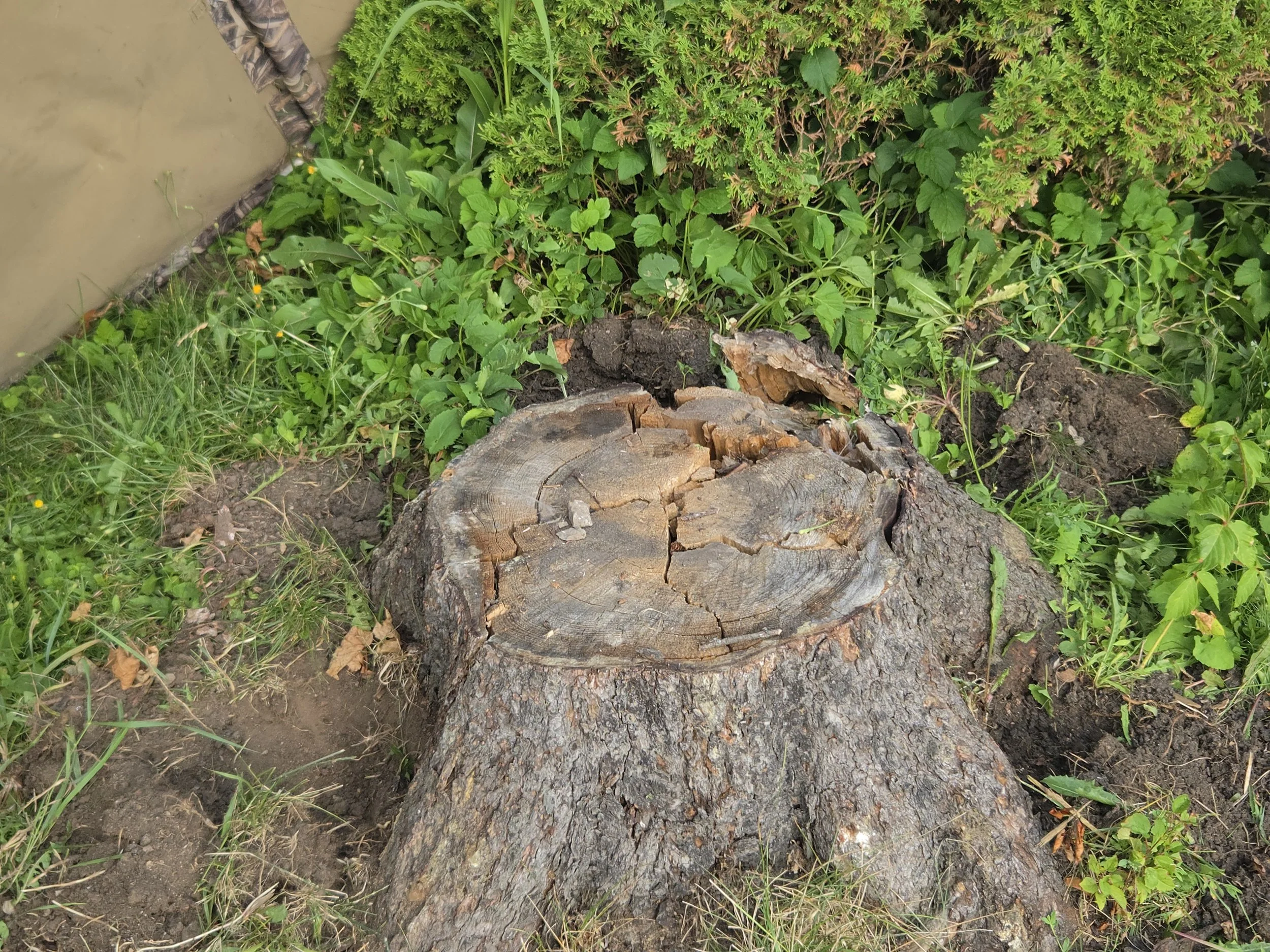 Stump Grinding in a Landscaped Area