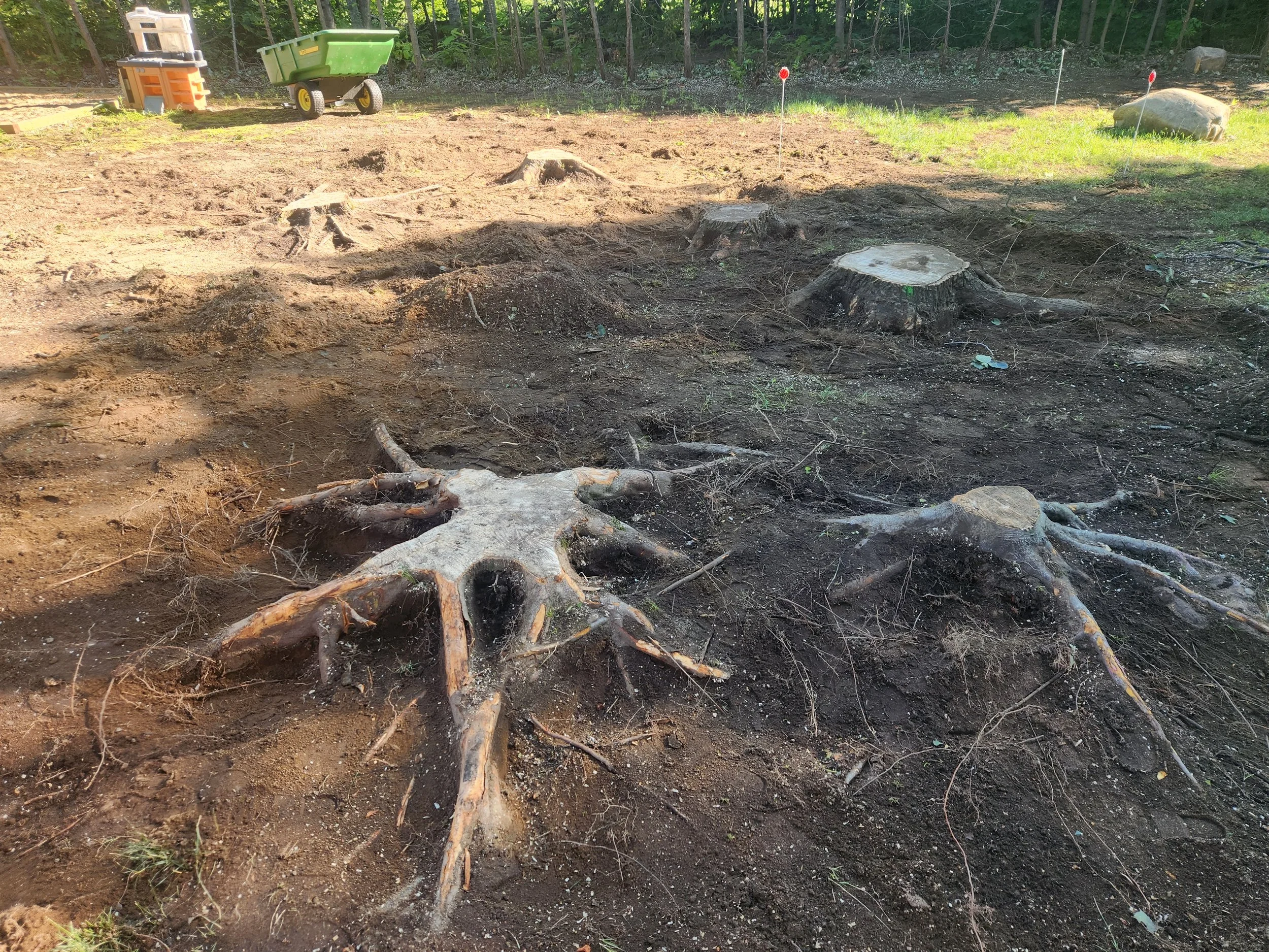 A cleared outdoor area with tree stumps and exposed roots, bordered by woods and grass, with a wheelbarrow, tools, and stakes with red markers.