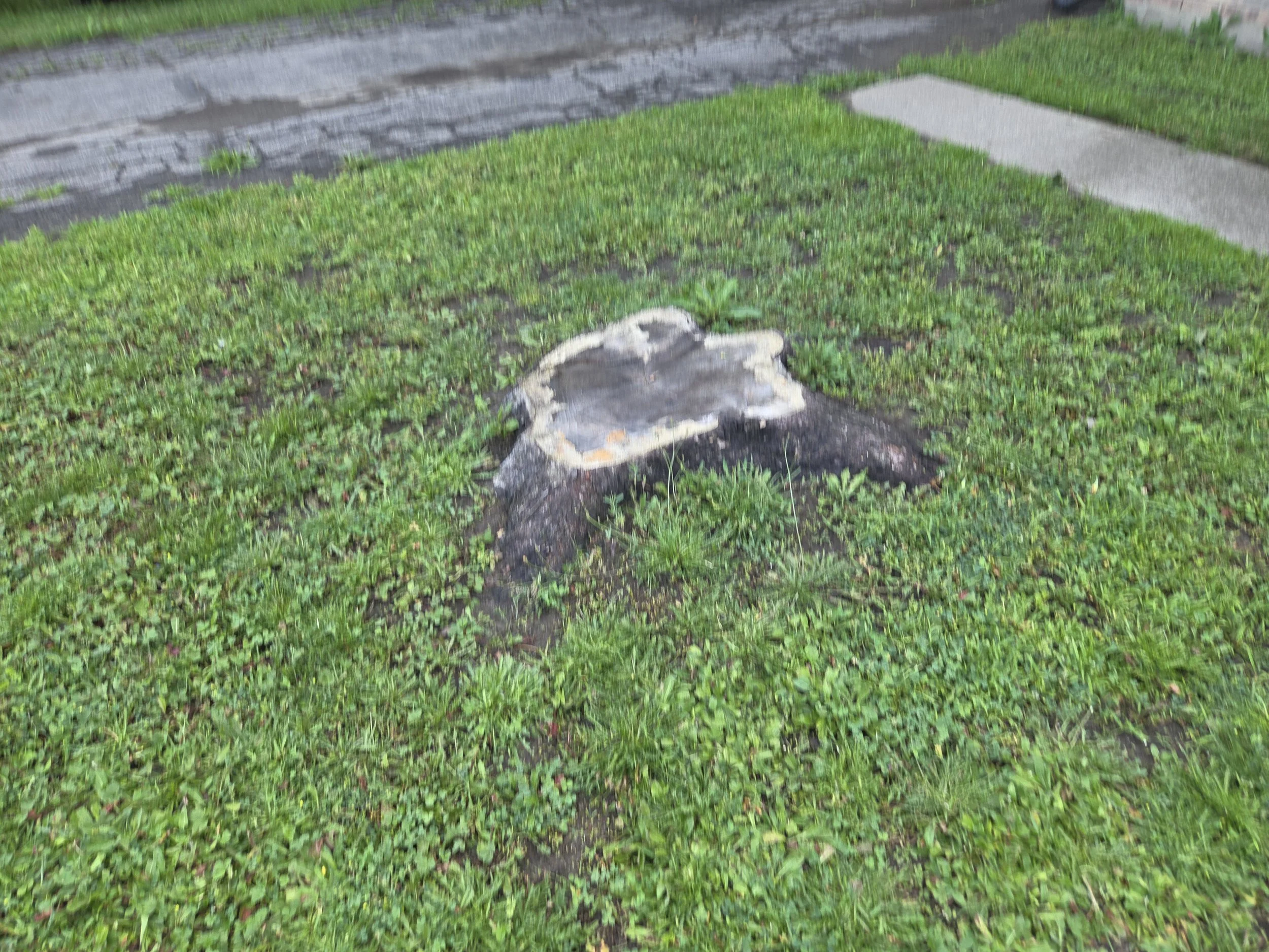 Front Lawn Stump Grinding