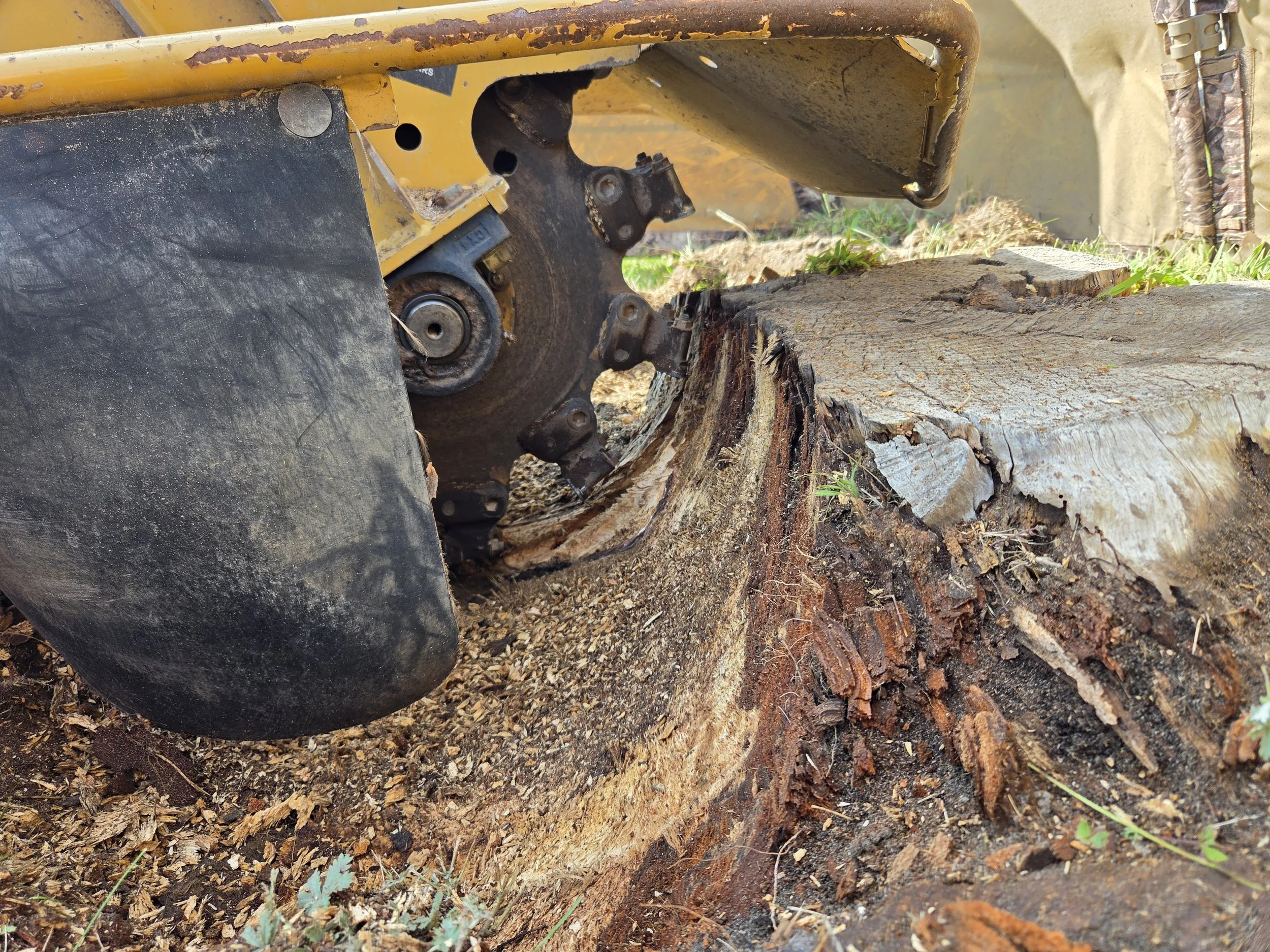 Close-up of a chainsaw cutting through a thick log of wood outdoors, with green grass visible in the background.