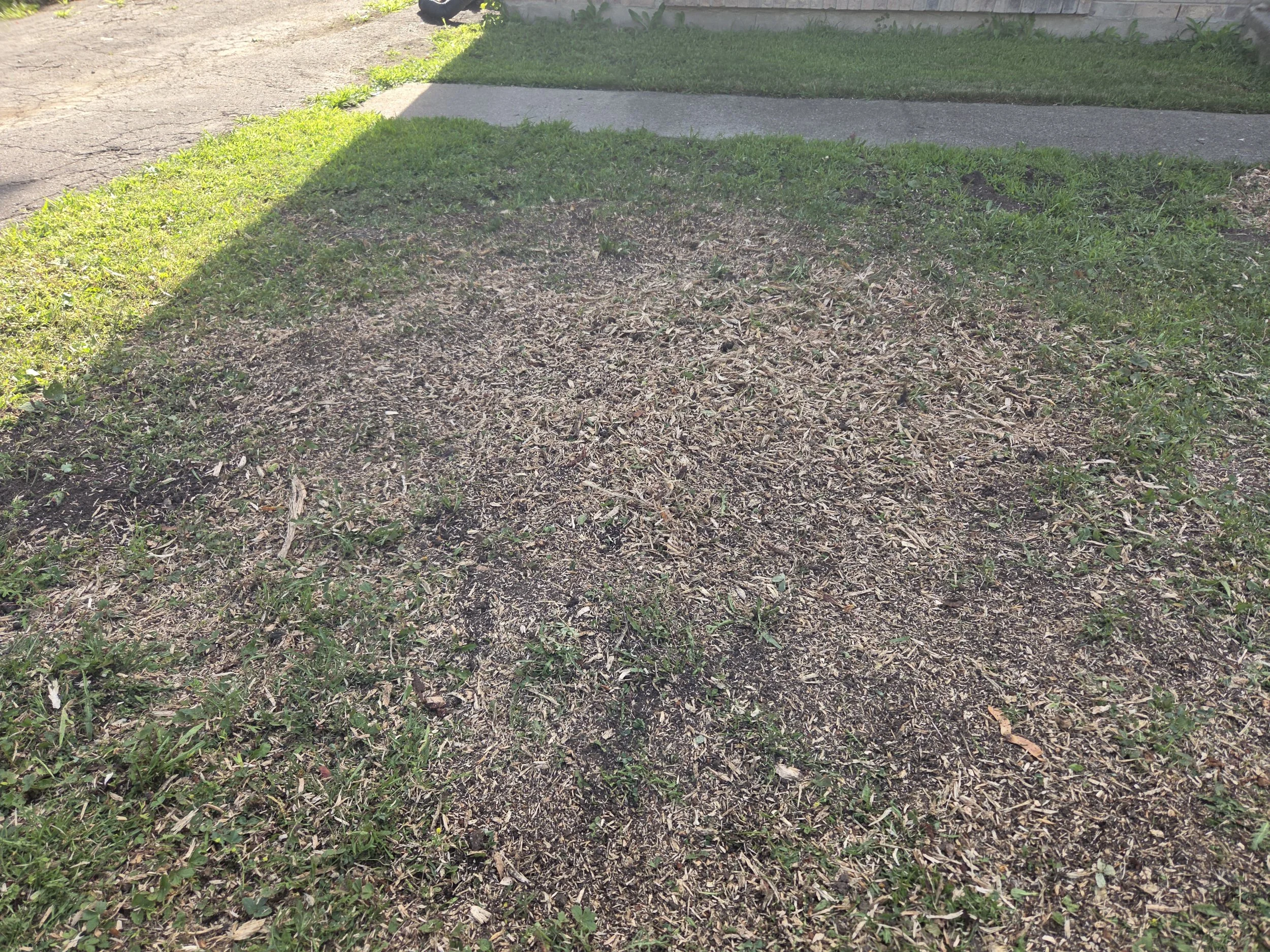 Front Lawn Stump Grinding