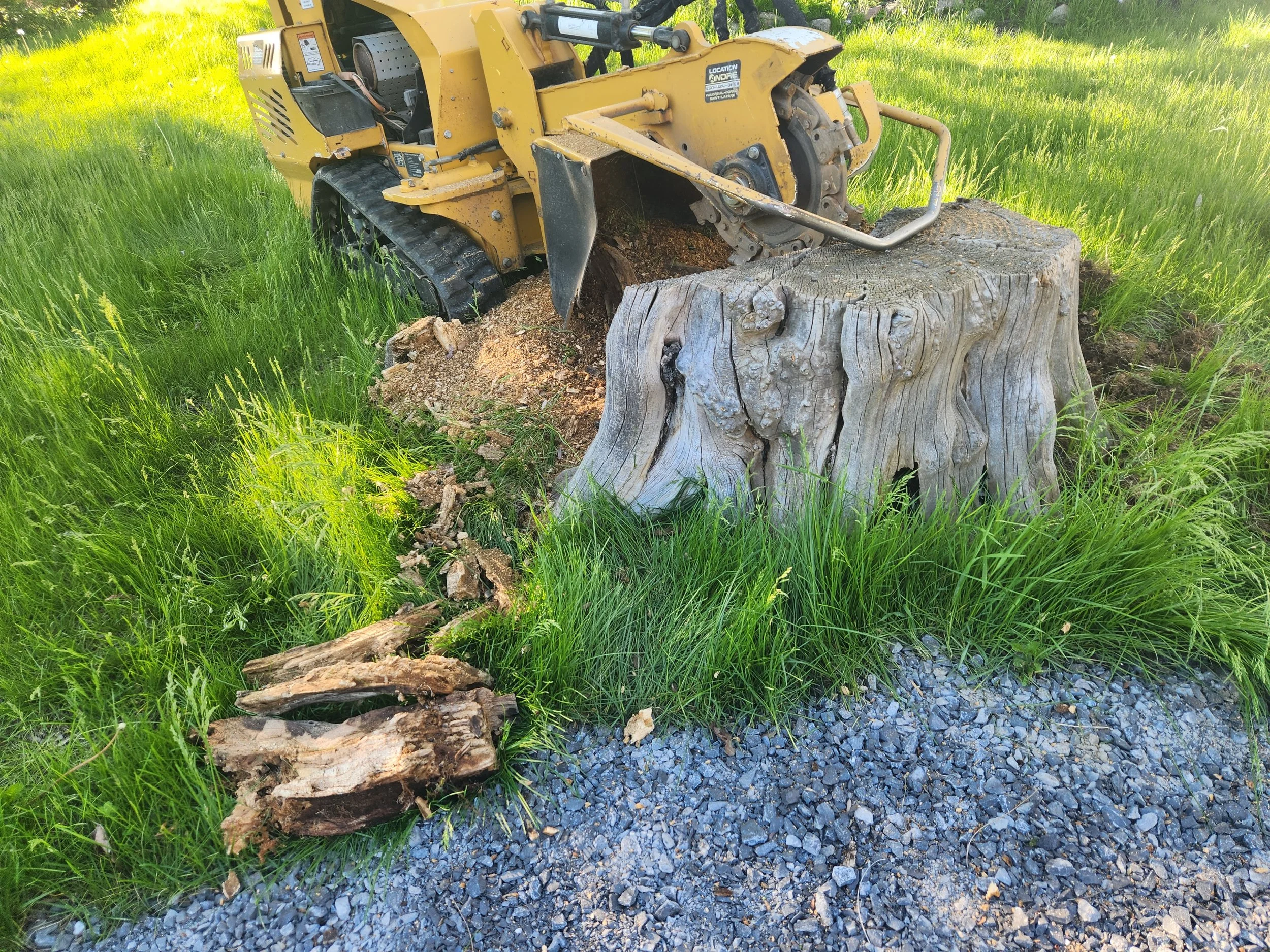 A piece of yellow construction machinery, possibly a compact track loader, is parked on grass cutting a tree stump. Parts of the machine are dirty, and there are logs and wood debris on the ground nearby.