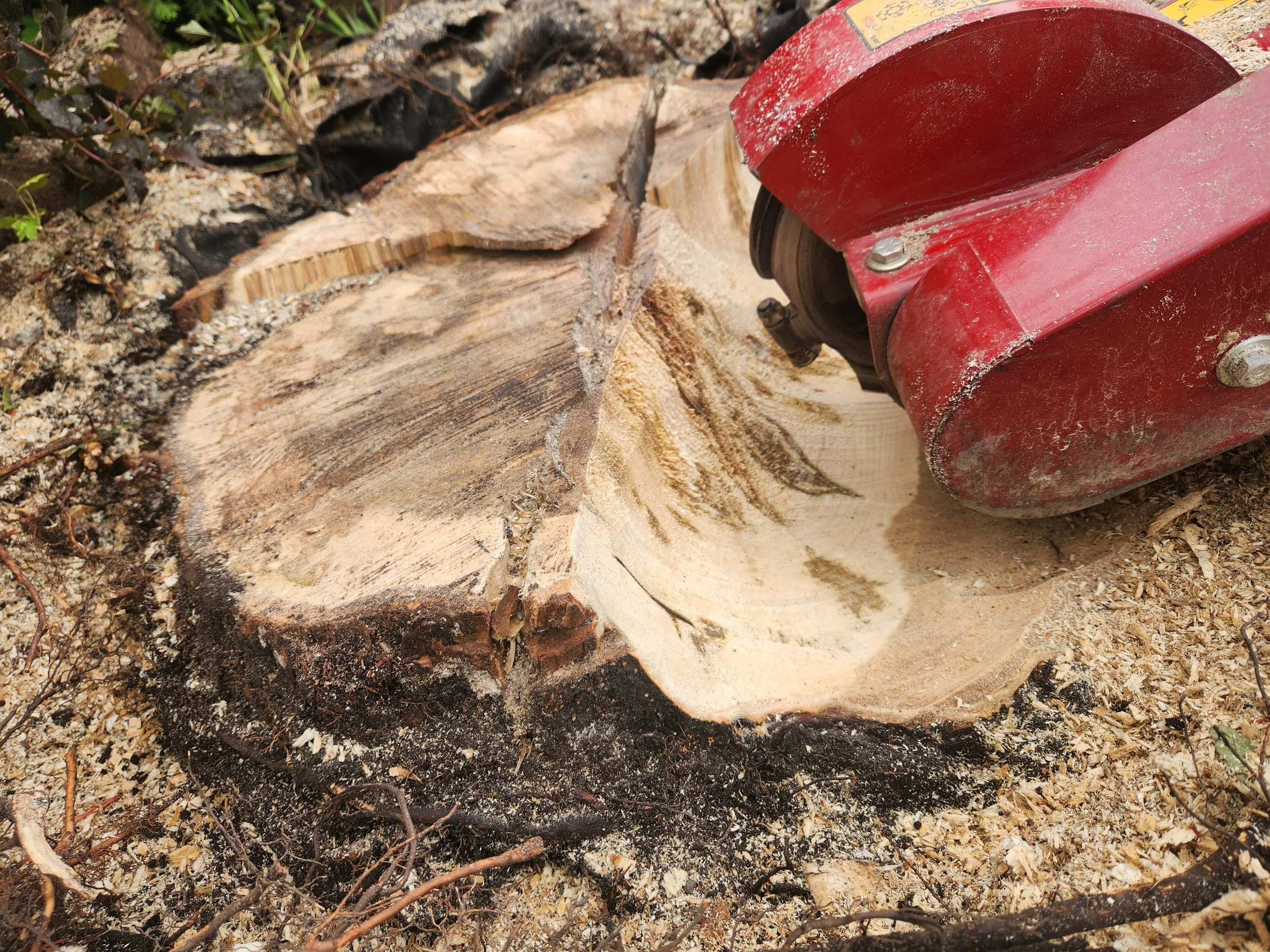 Close-up of a wood chopping saw cutting through a large log, with wood chips and sawdust around.