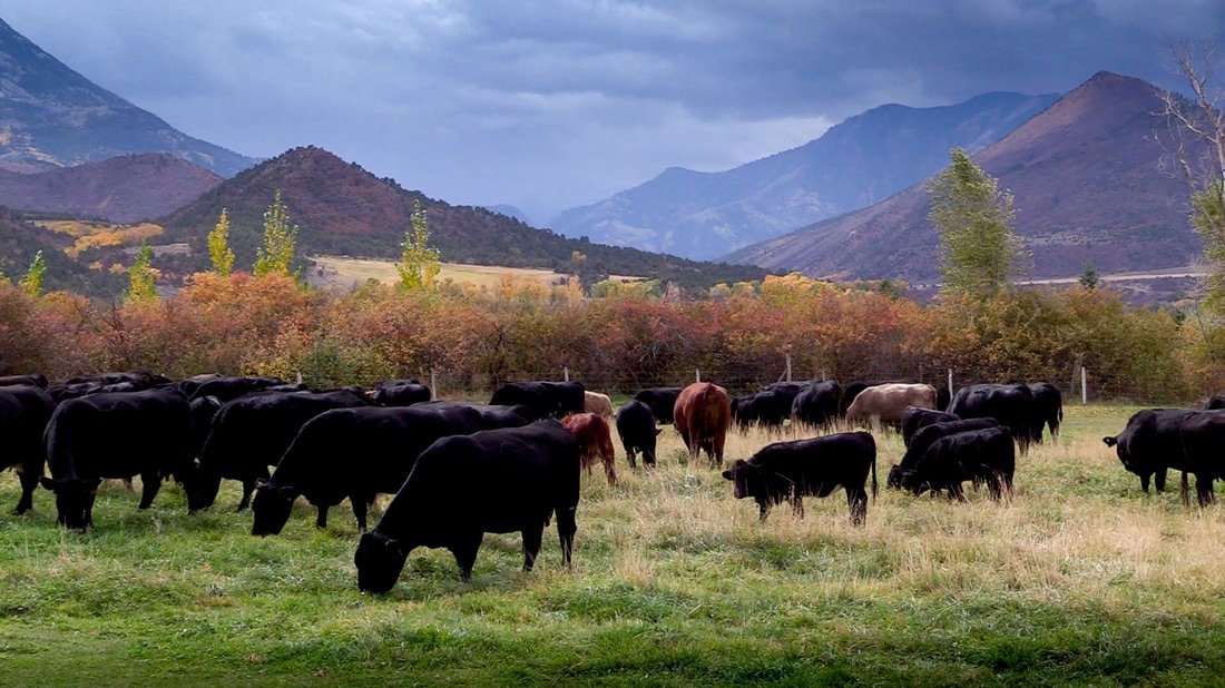 Cows grazing in a meadow with mountains in the background on a cloudy day.