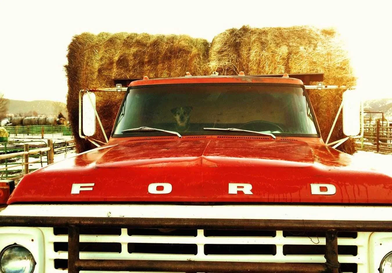 Red Ford truck carrying large hay bales, with a dog sitting inside behind the windshield.